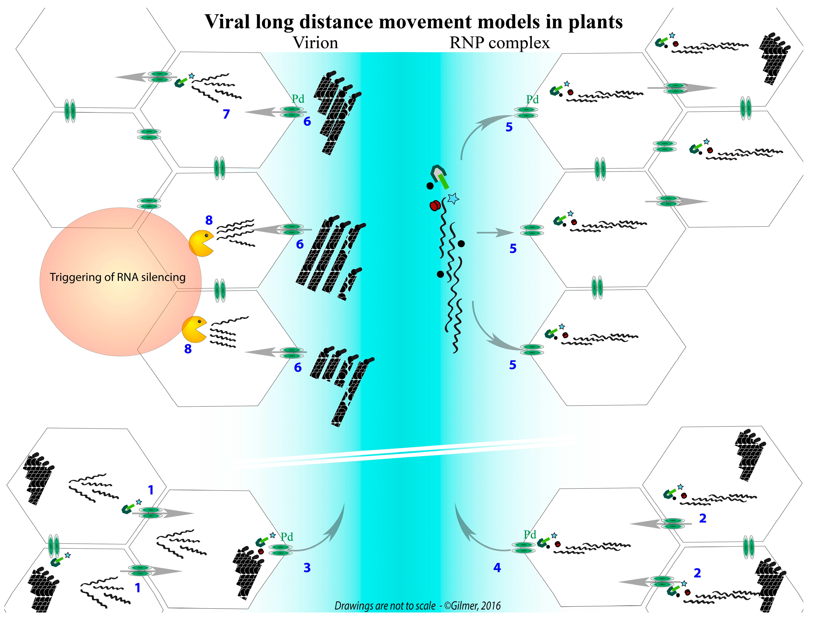 Viruses 08 00228 g003