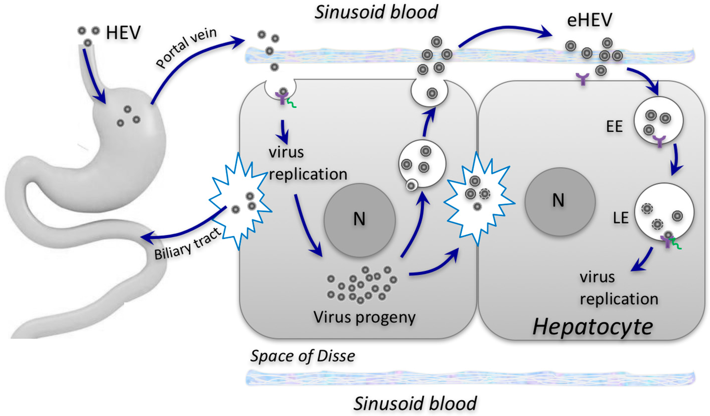 Inran virus