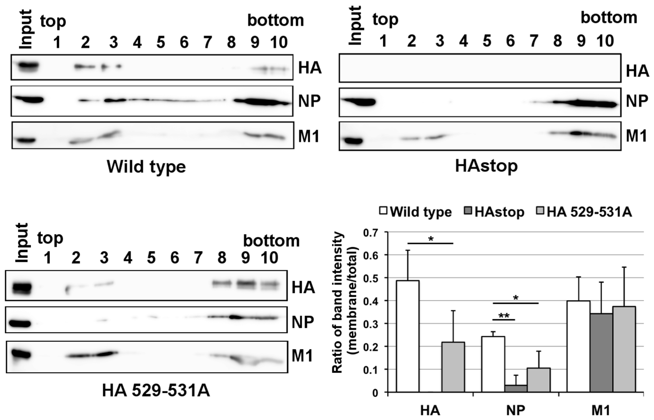Viruses 08 00249 g004 1024