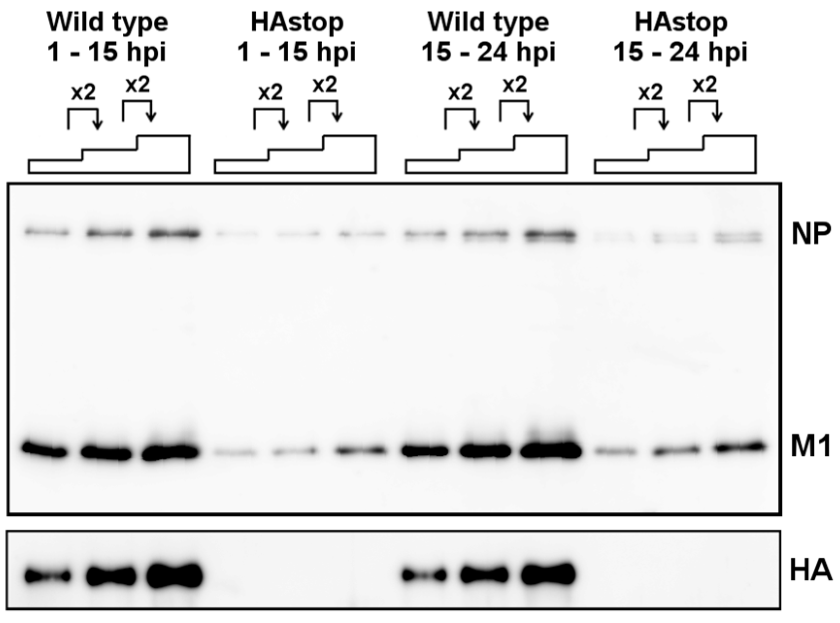 Viruses 08 00249 g005 1024