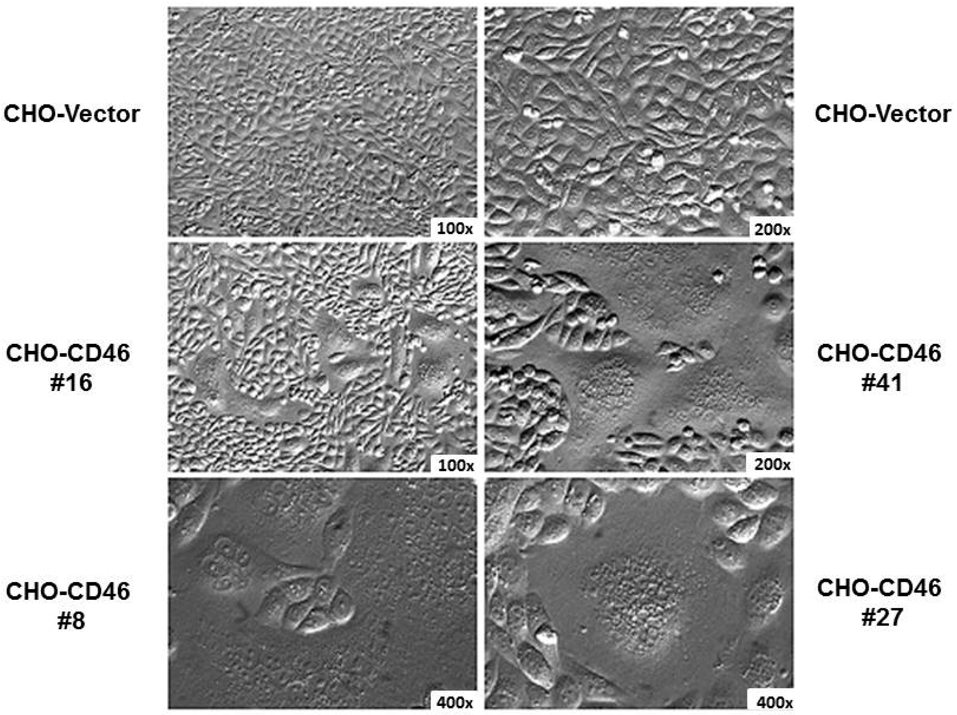 Viruses 08 00250 g002