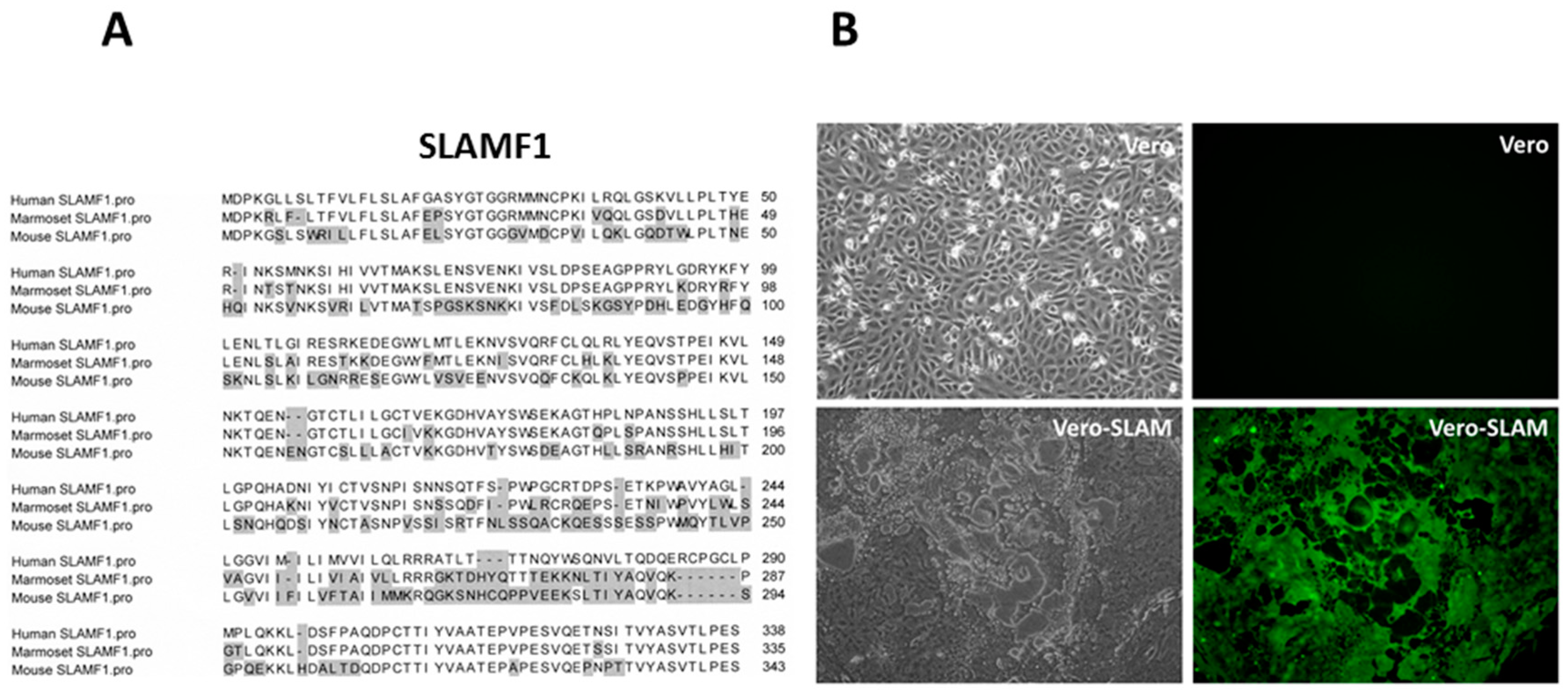 Viruses 08 00250 g005