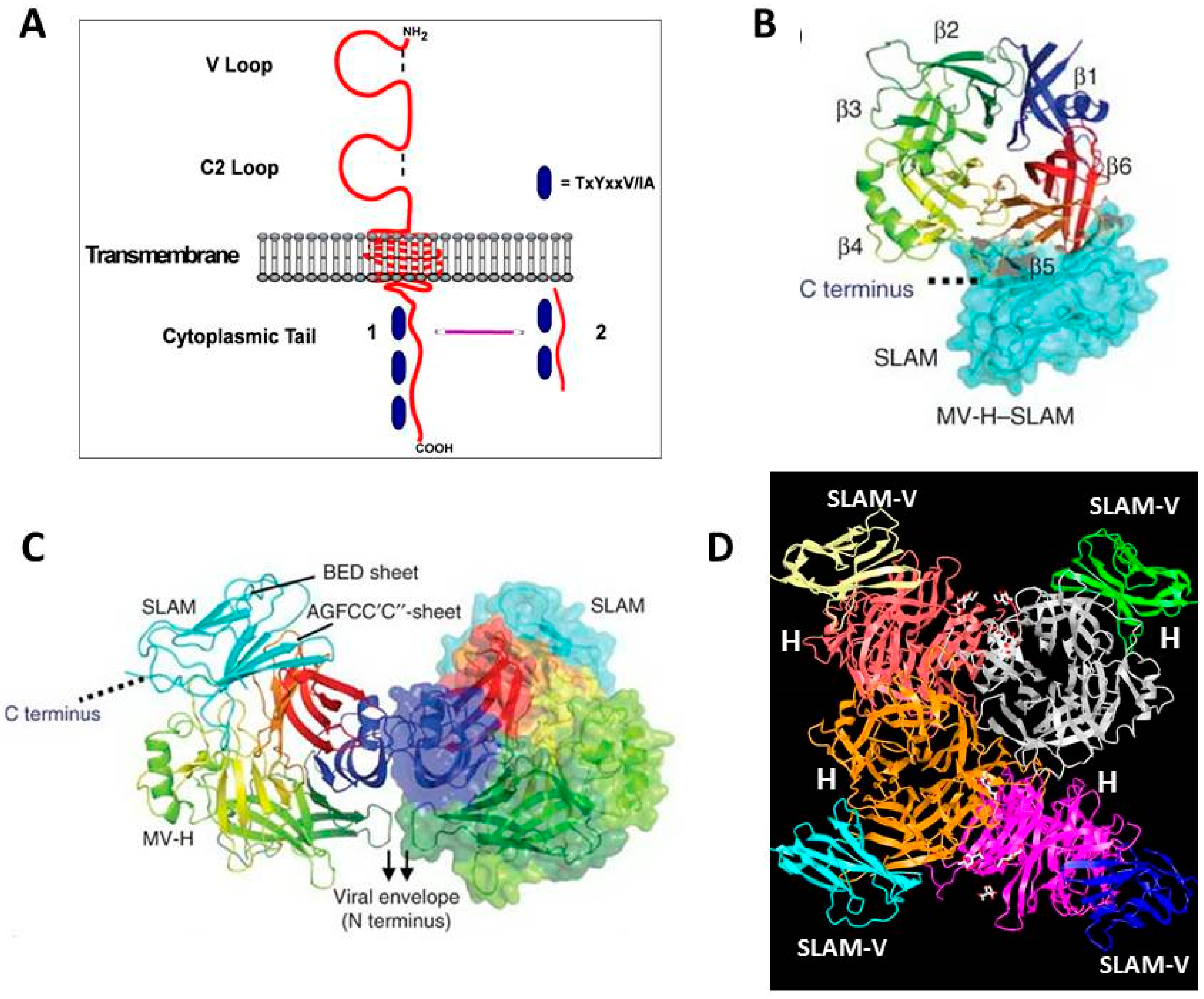 Viruses | Free Full-Text | The Host Cell Receptors for Measles Virus
