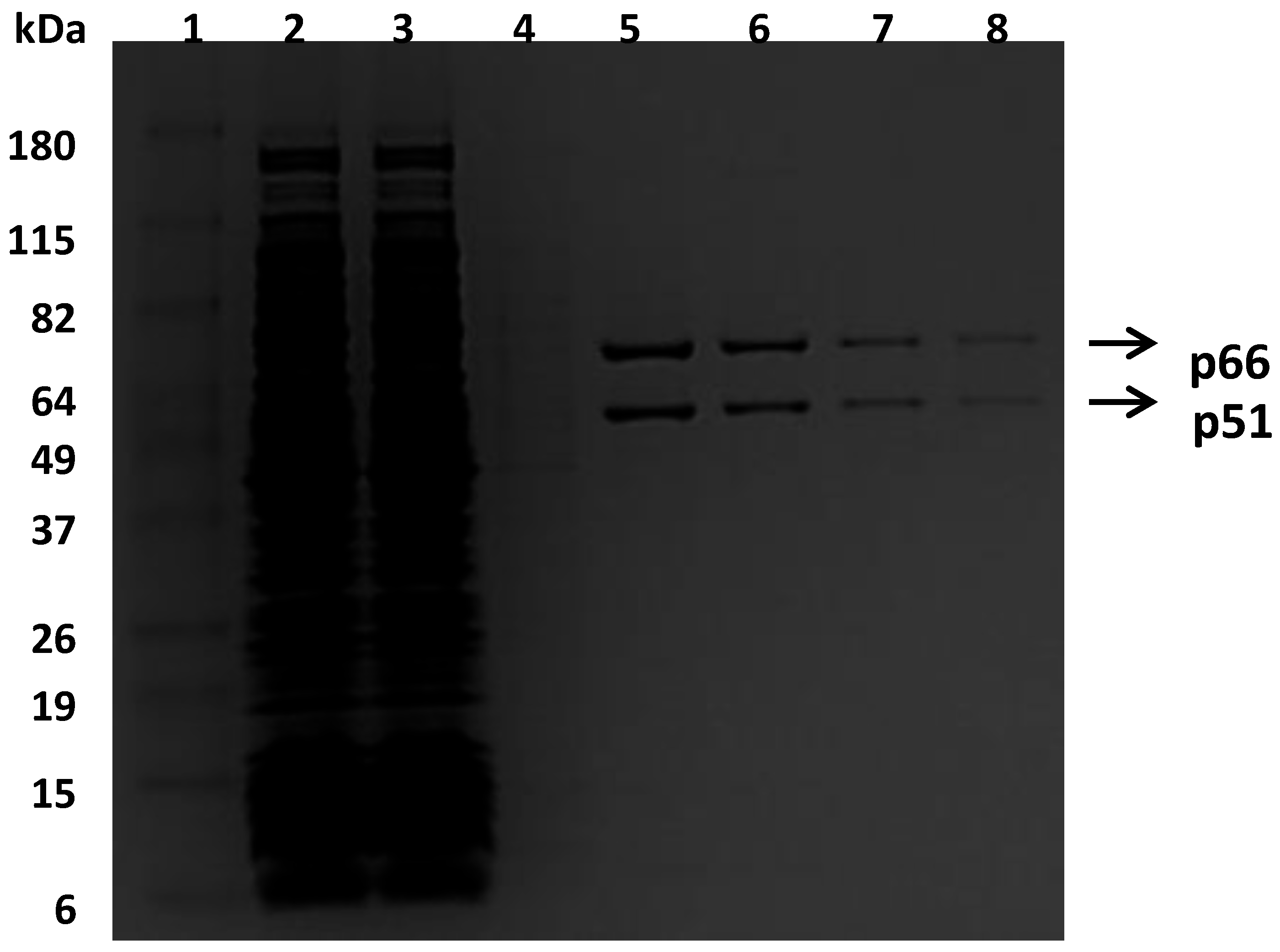 Viruses 08 00263 g001 550