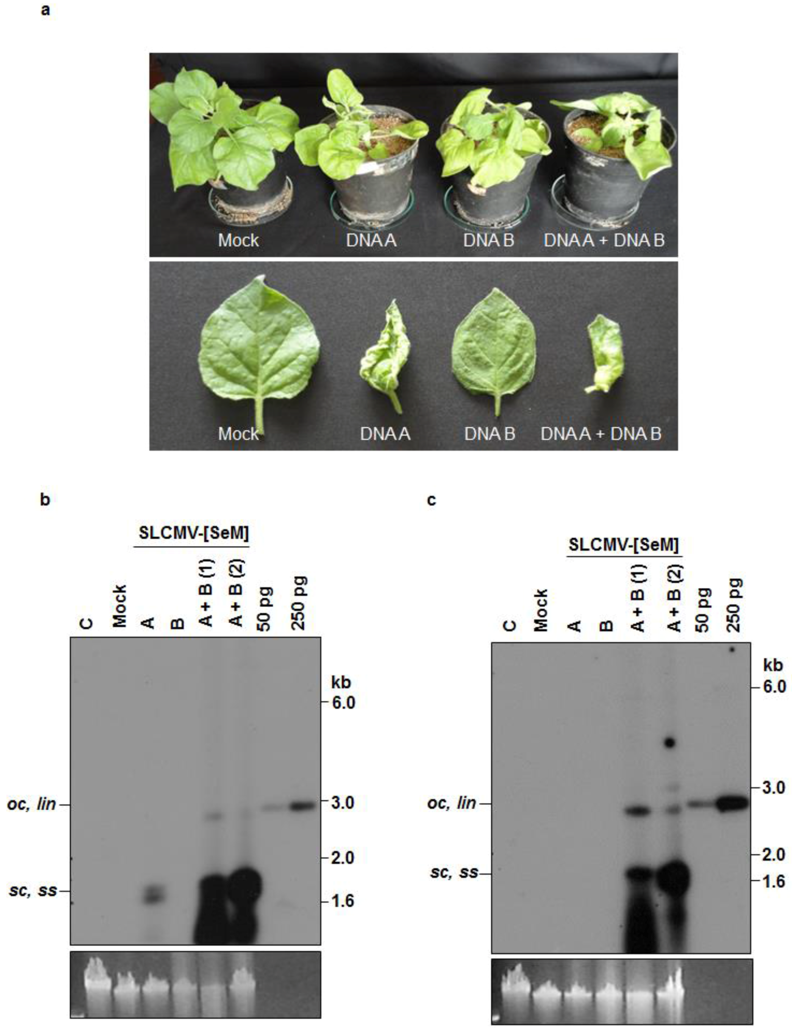 Viruses 08 00264 g003 550
