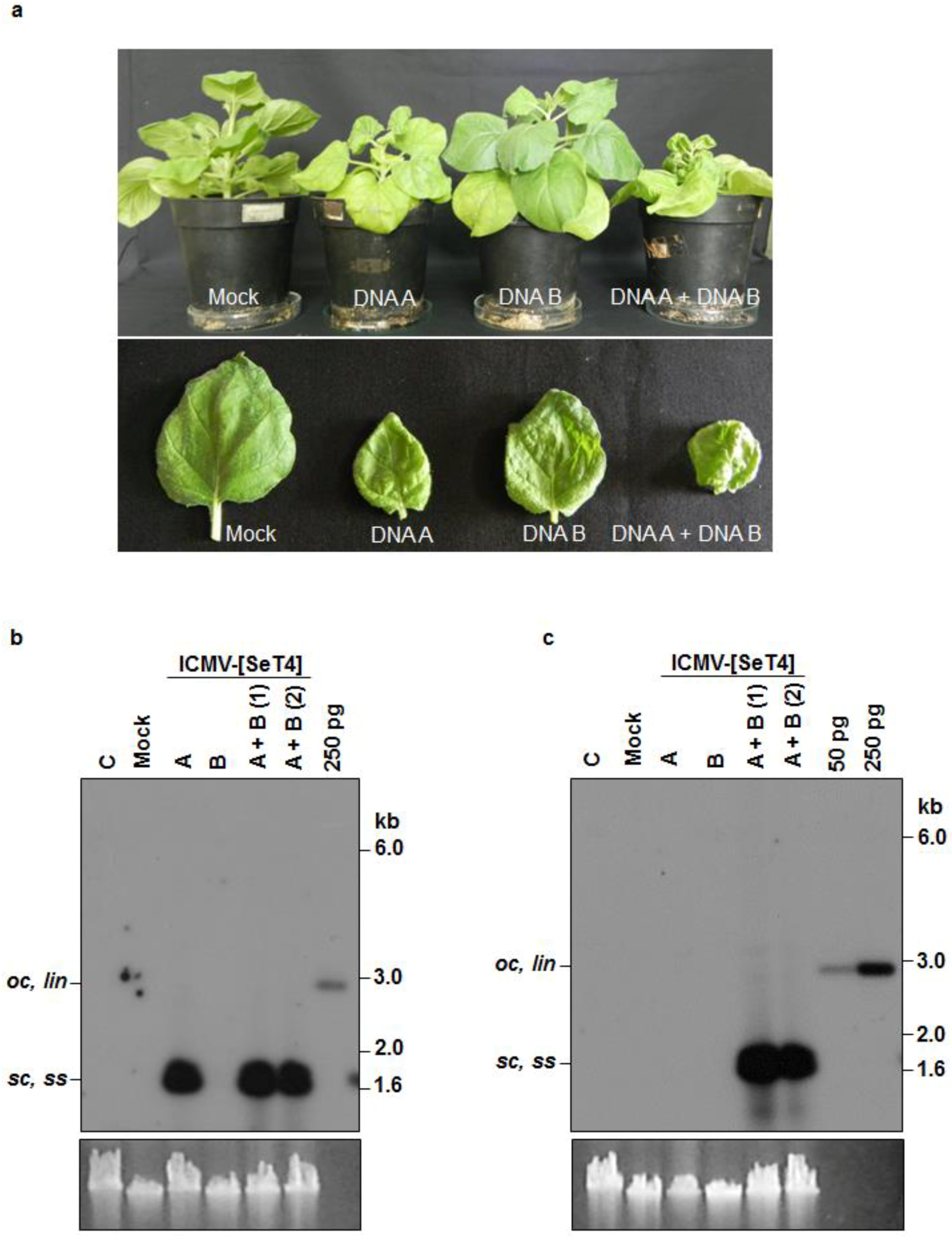 Viruses 08 00264 g004 550
