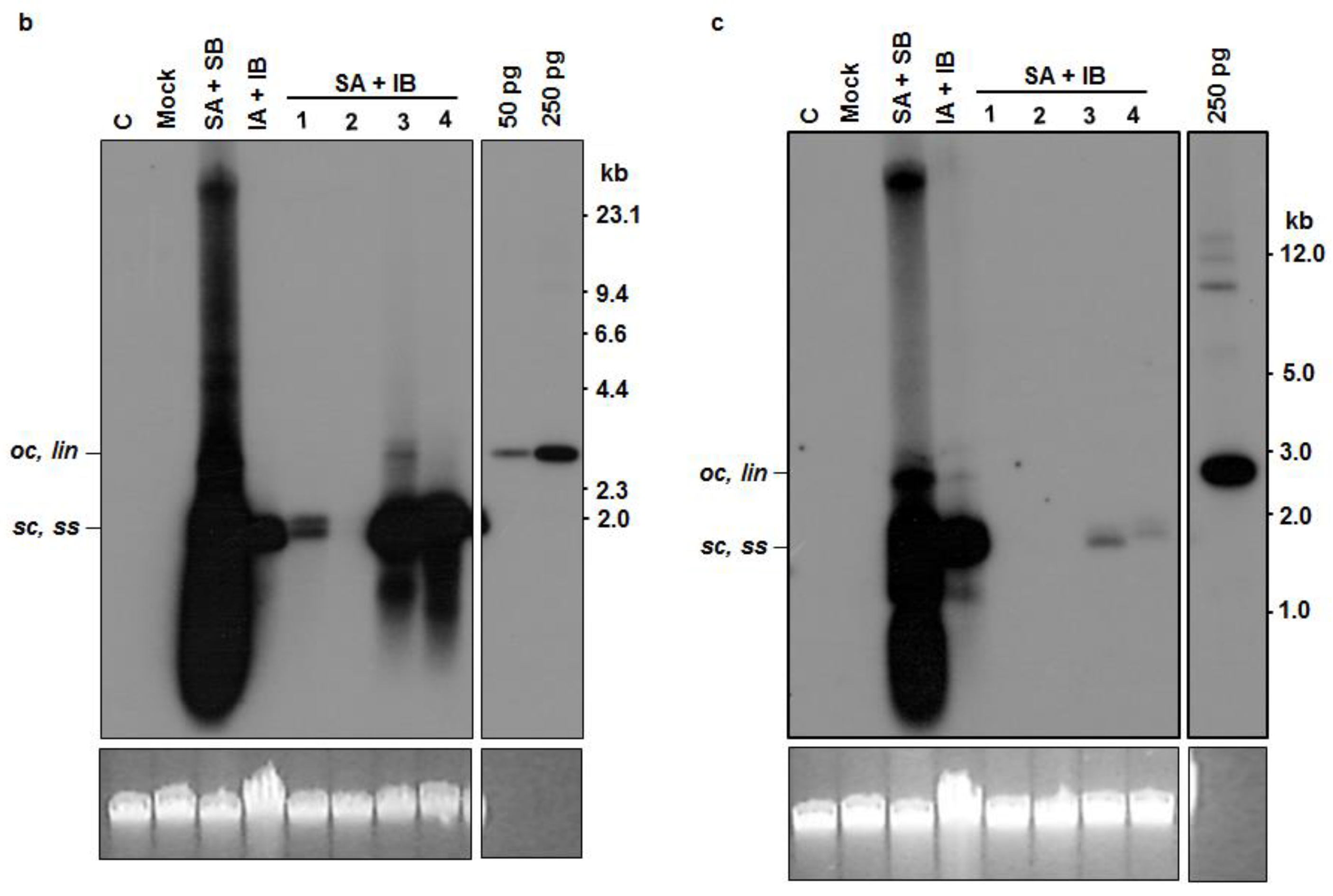 Viruses 08 00264 g005b 550
