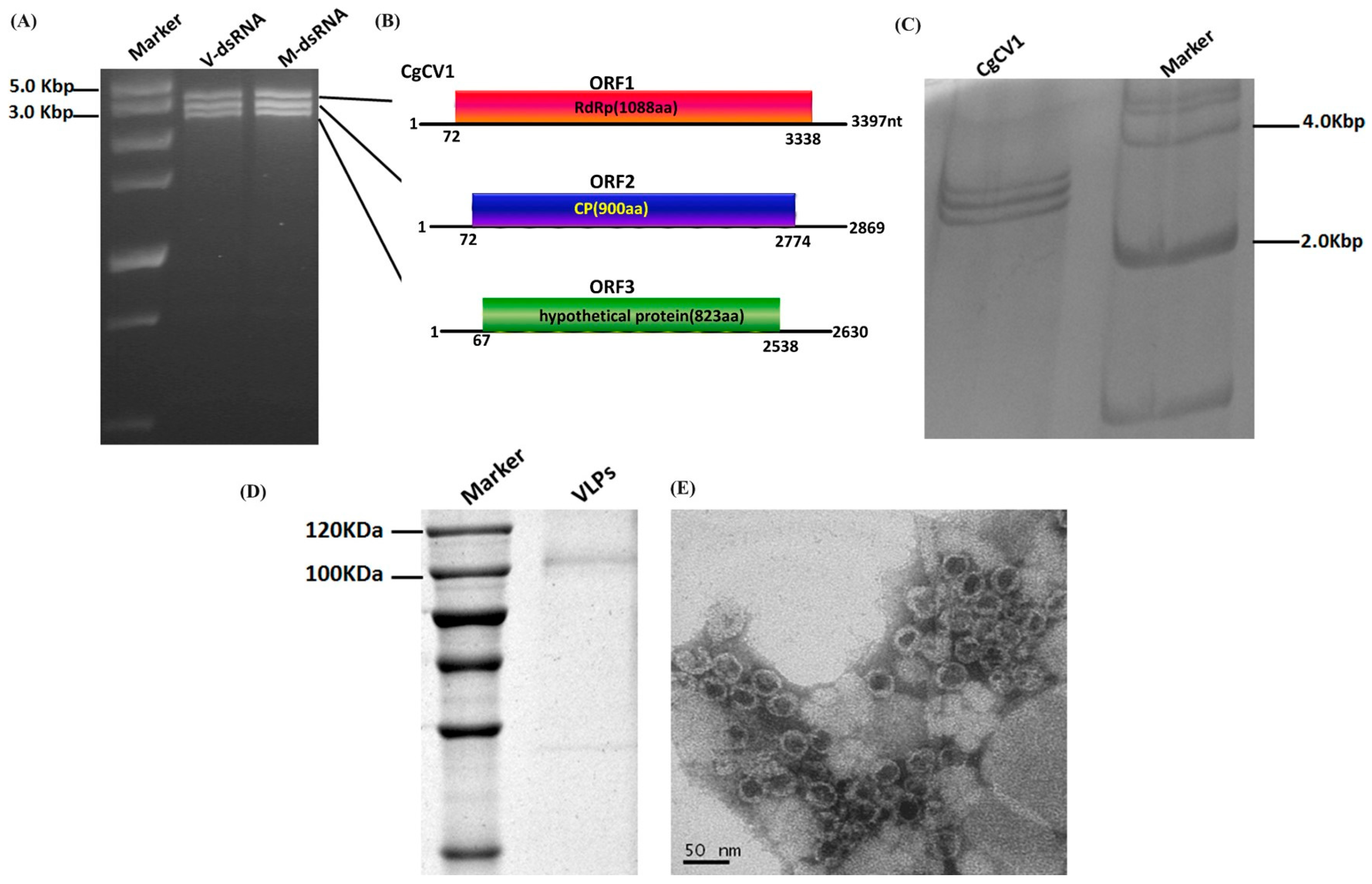Viruses Free Full Text Molecular Characterization Of A Trisegmented Mycovirus From The Plant Pathogenic Fungus Colletotrichum Gloeosporioides Html Viruses Free Full Text Molecular Characterization Of A Trisegmented Mycovirus From The Plant Pathogenic Fungus Colletotrichum Gloeosporioides Html