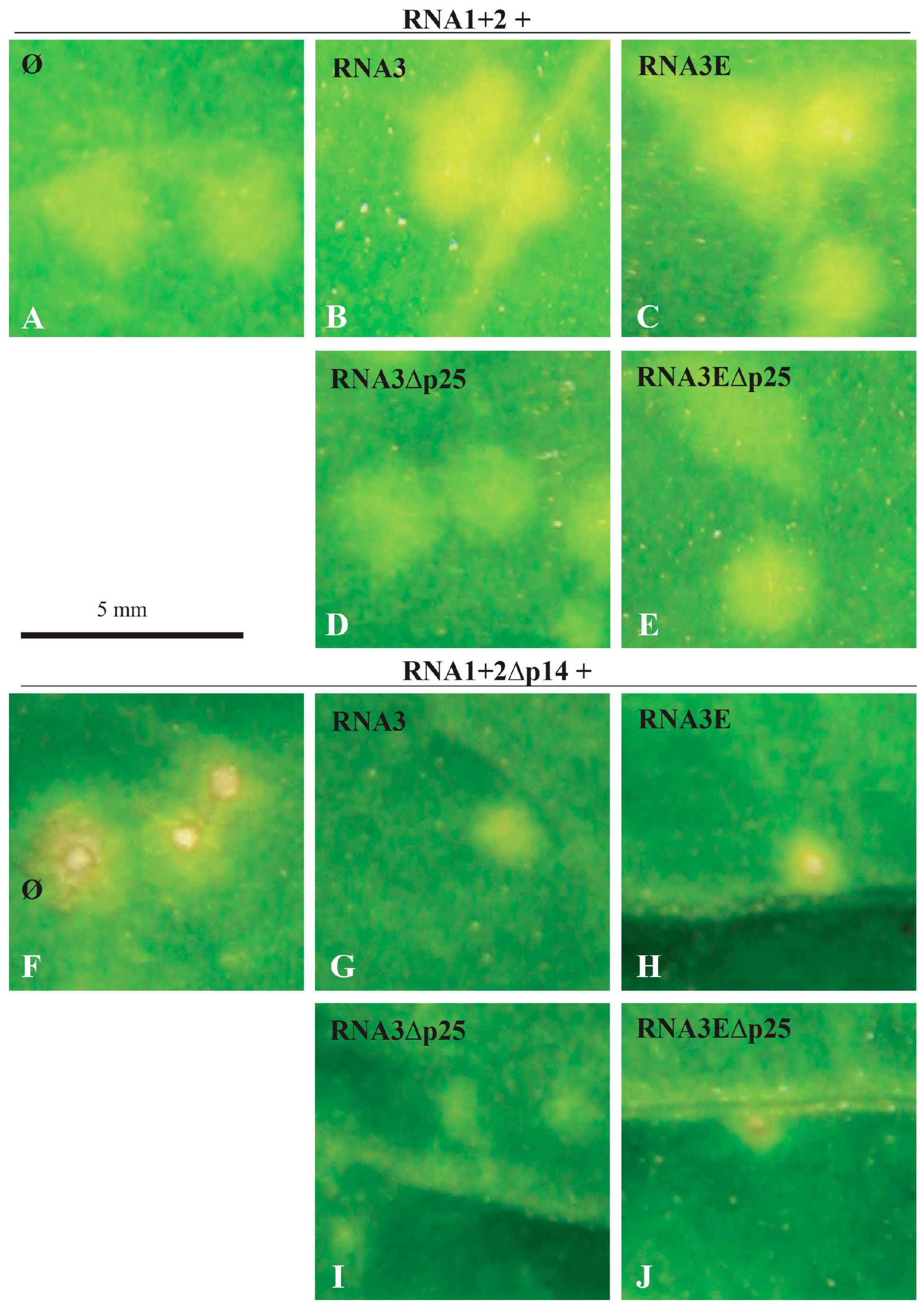 Viruses 08 00272 g001