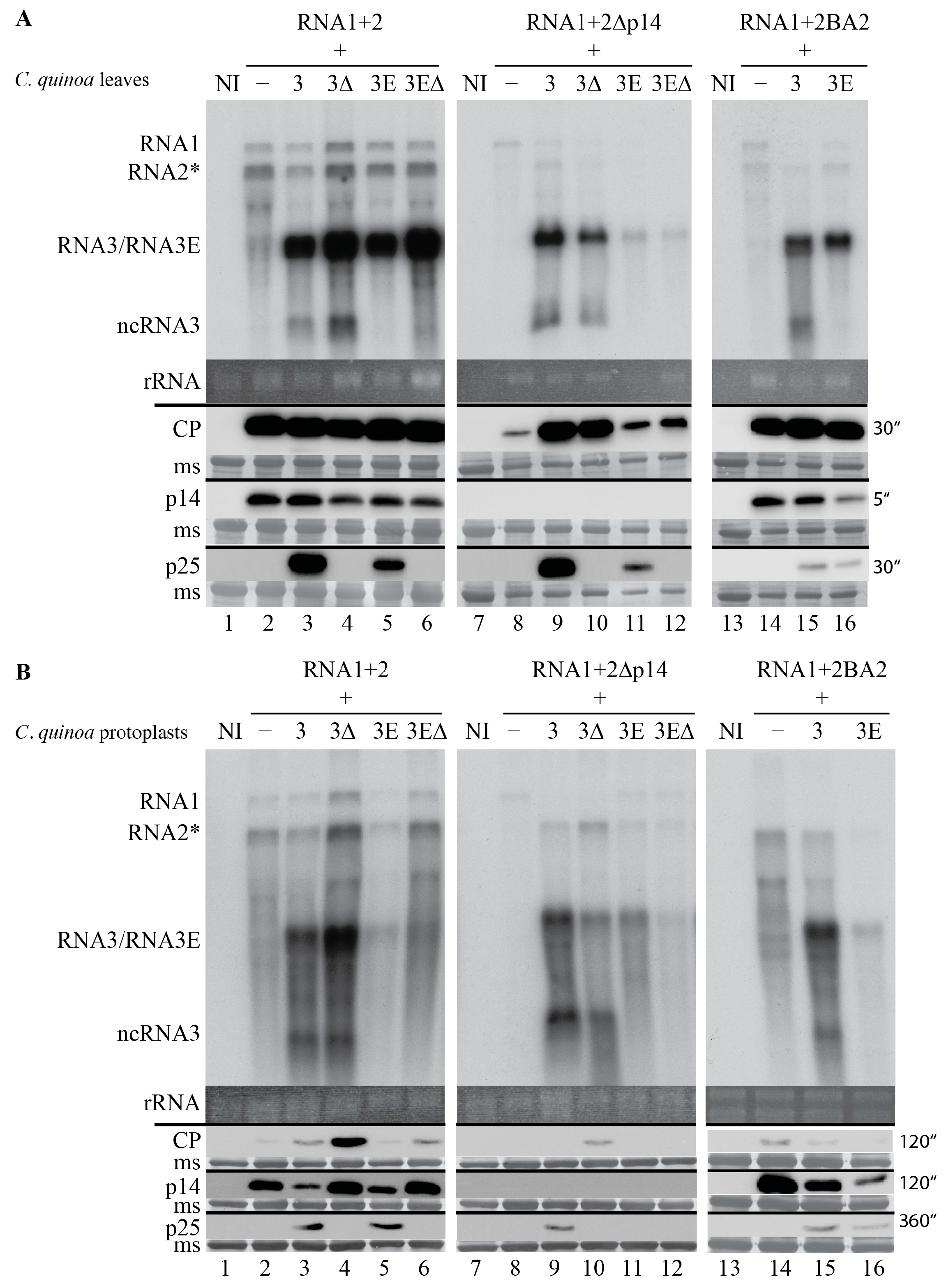 Viruses 08 00272 g002