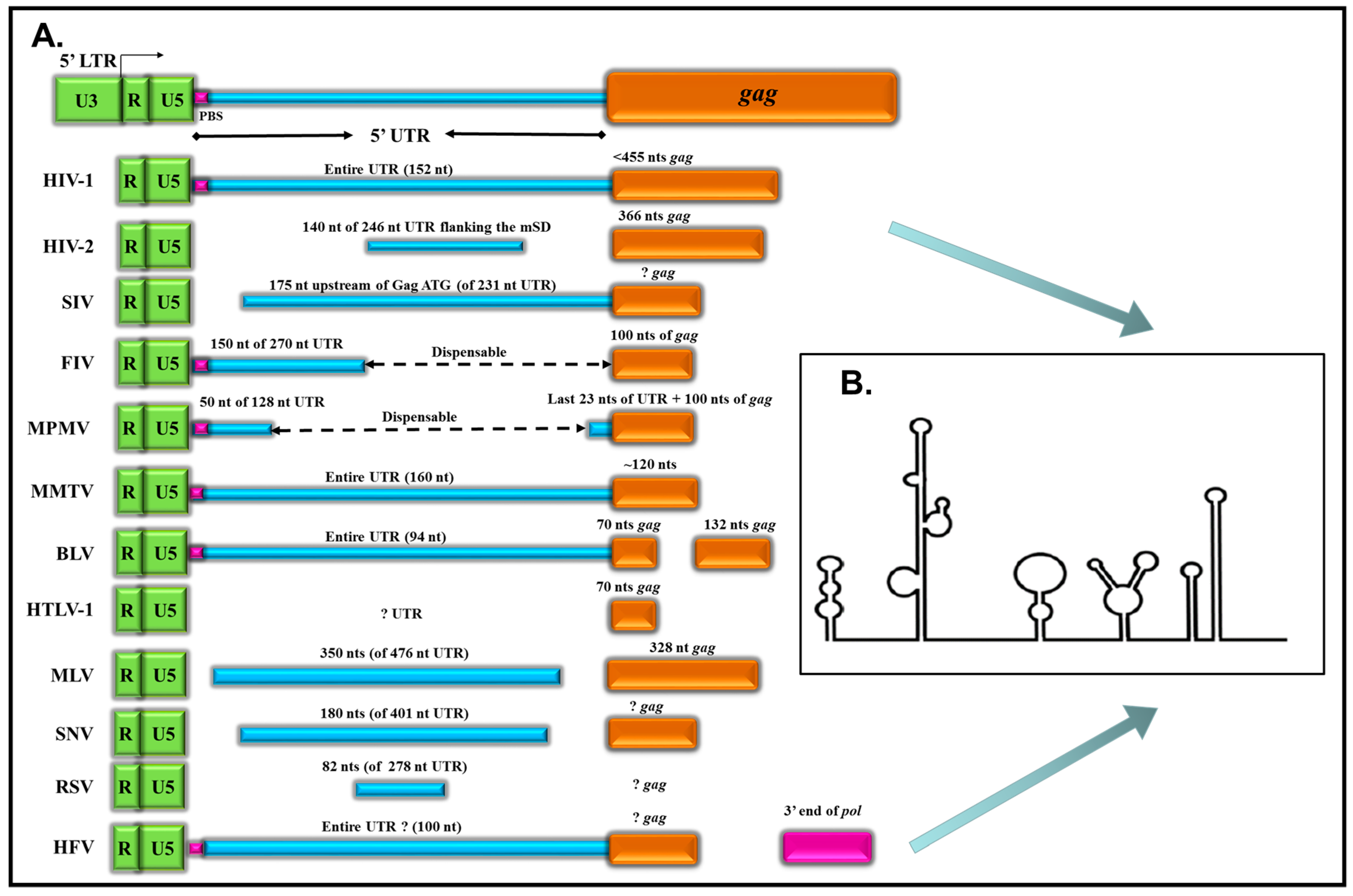 Schematic diagram (not to scale) of the SIV genomic RNA. The leader of