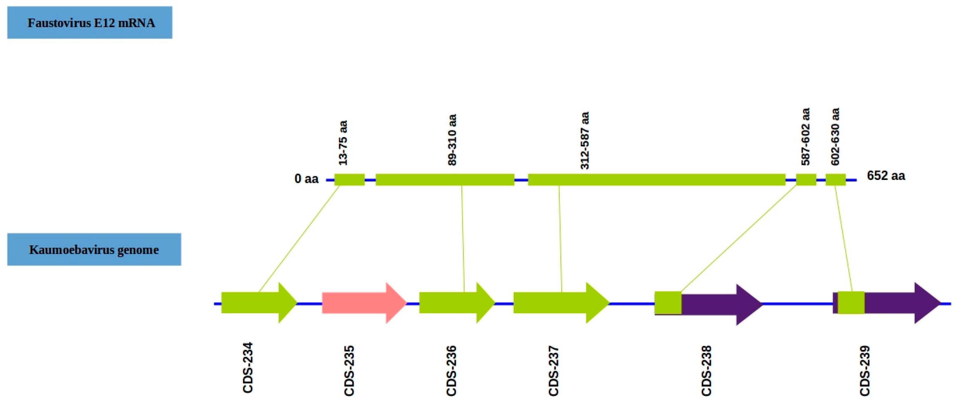 Viruses 08 00278 g005