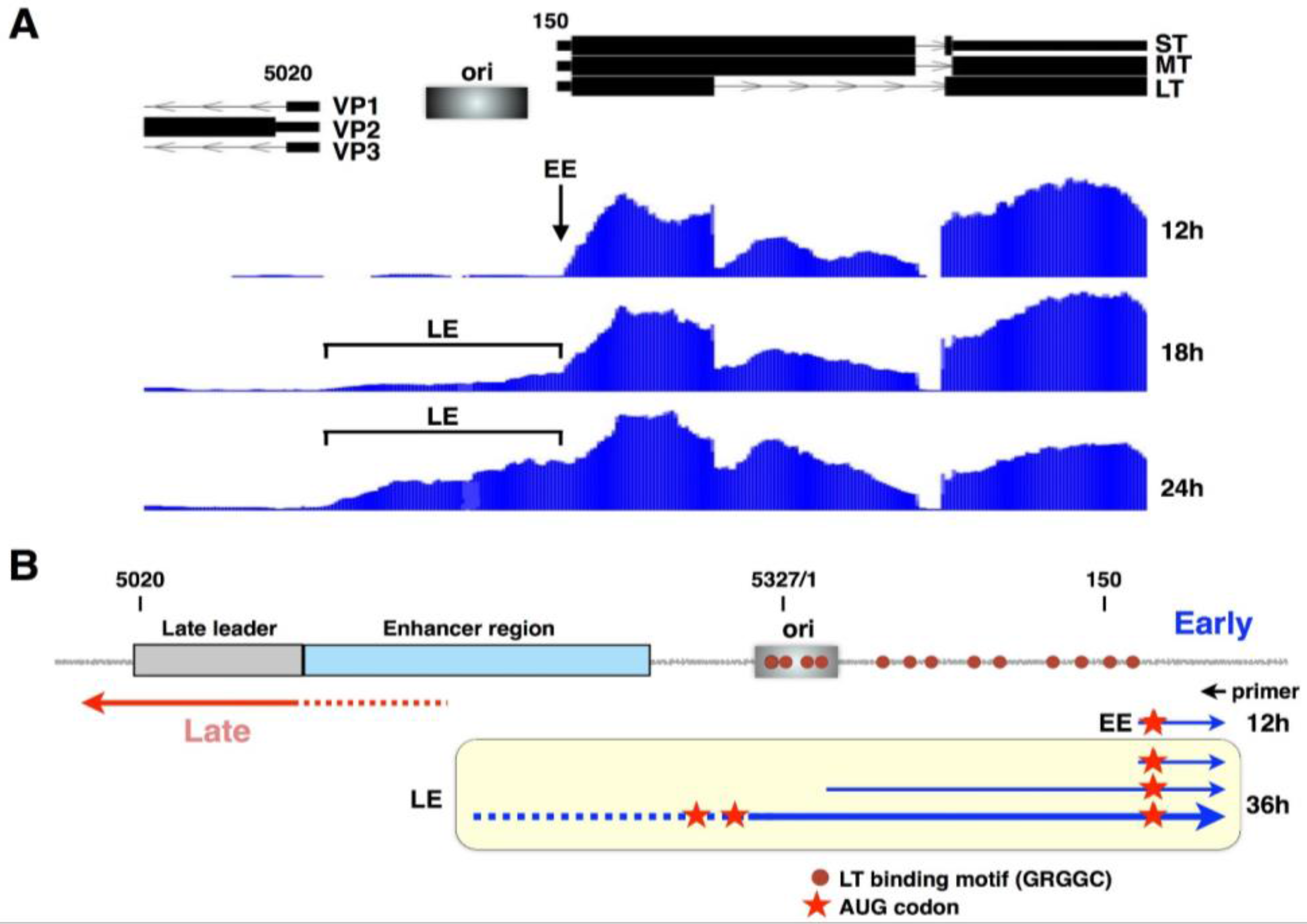 Viruses 08 00284 g006