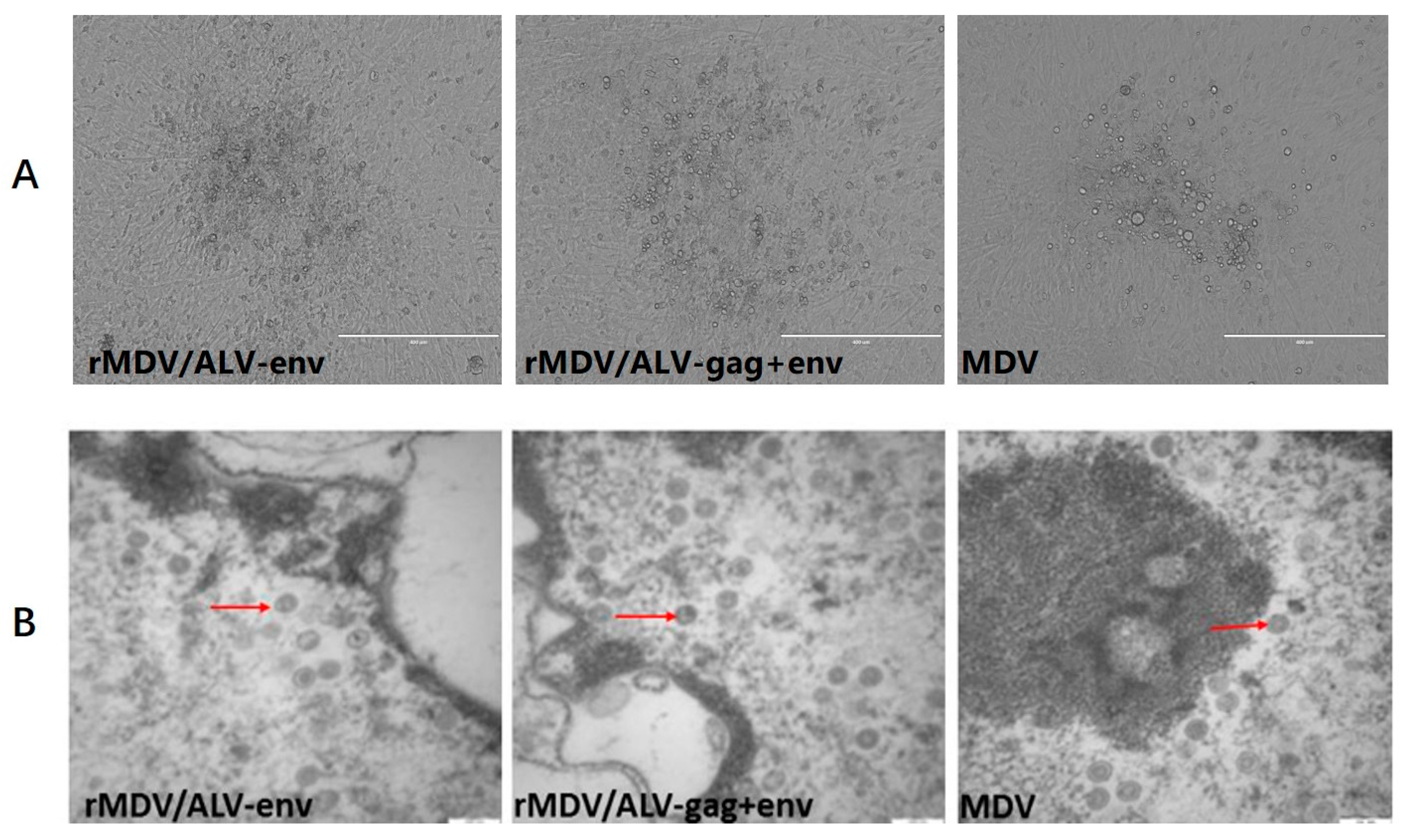 Viruses 08 00301 g002