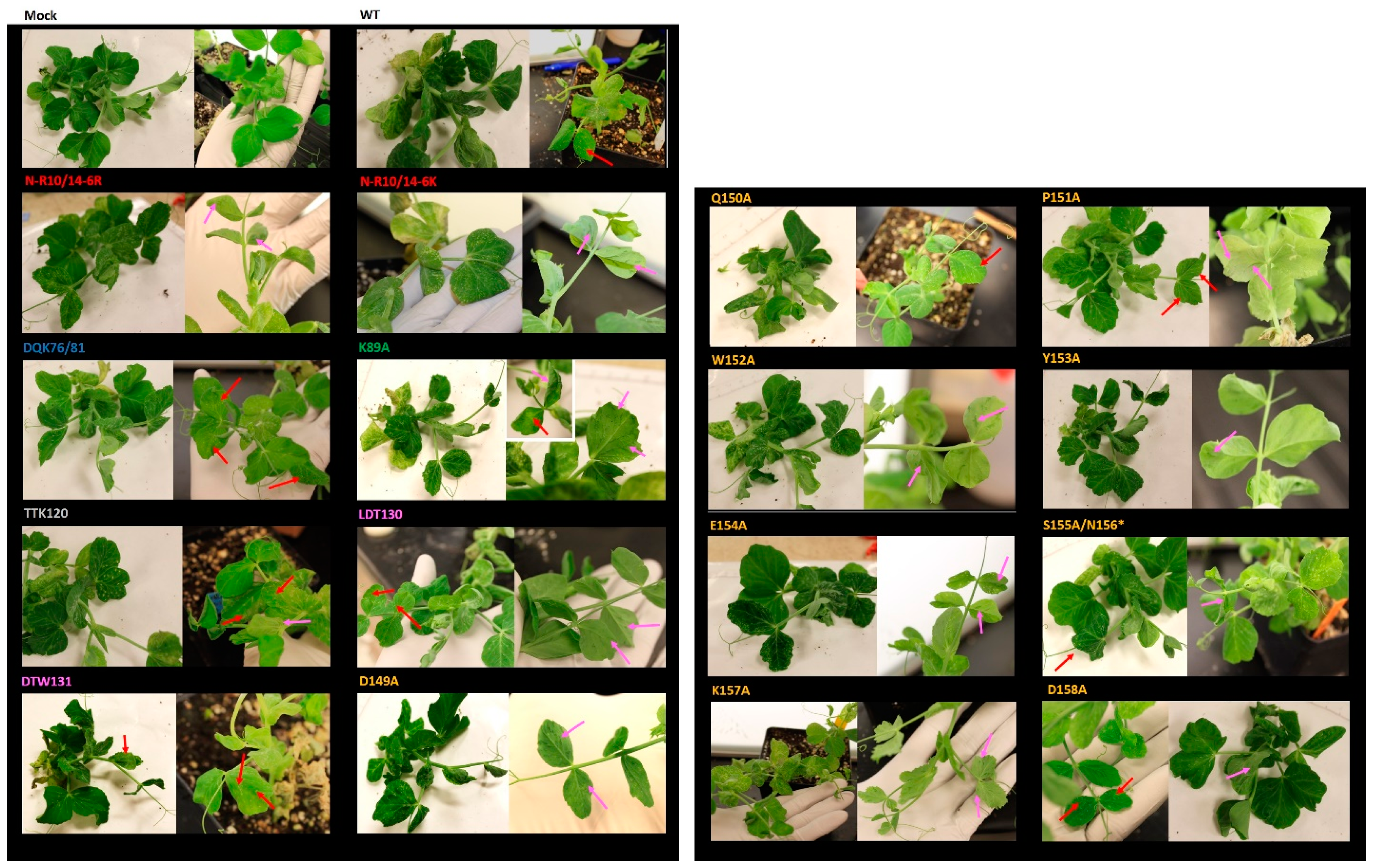 Viruses 08 00312 g004