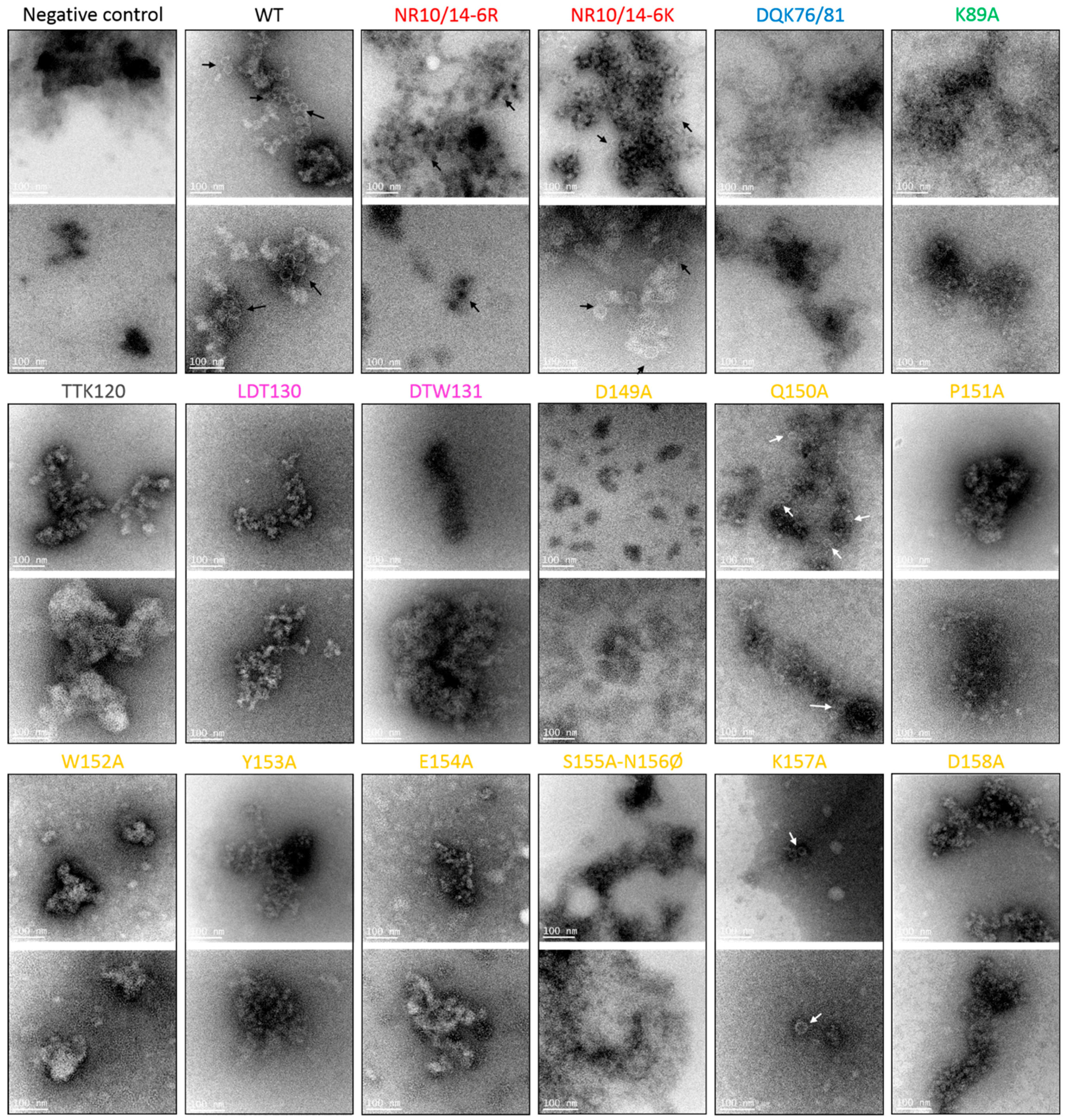 Viruses 08 00312 g006