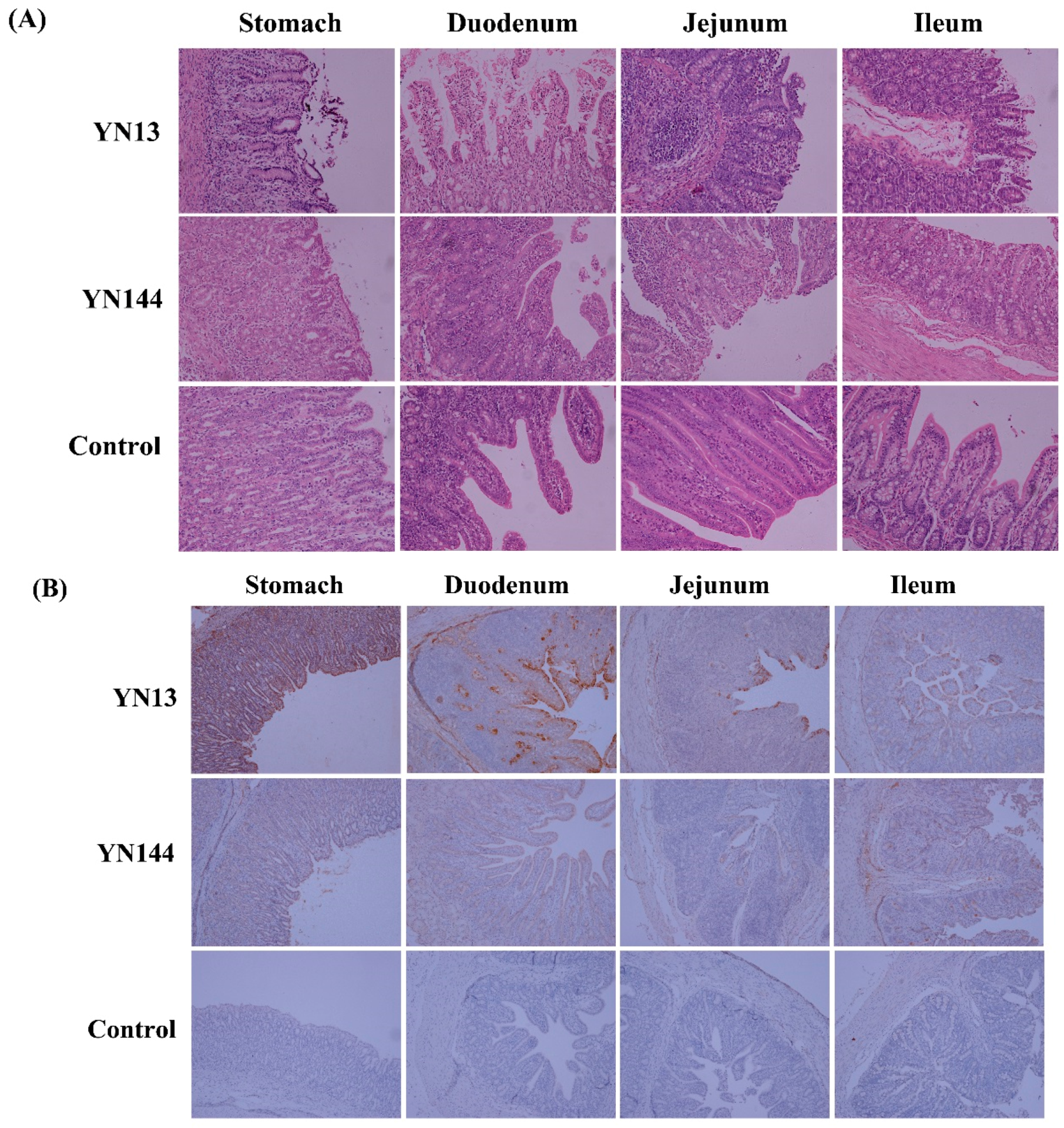Viruses 08 00323 g001a 550