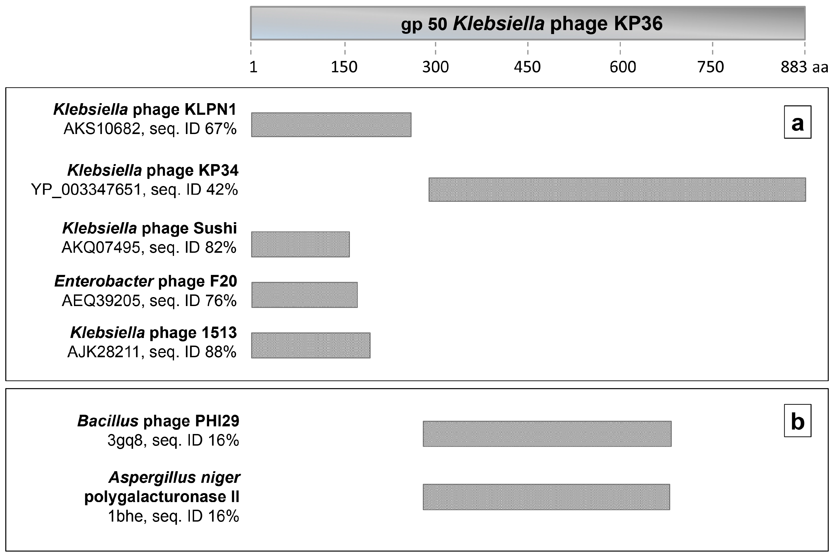 Klebsiella Pneumoniae Identification Flow Chart