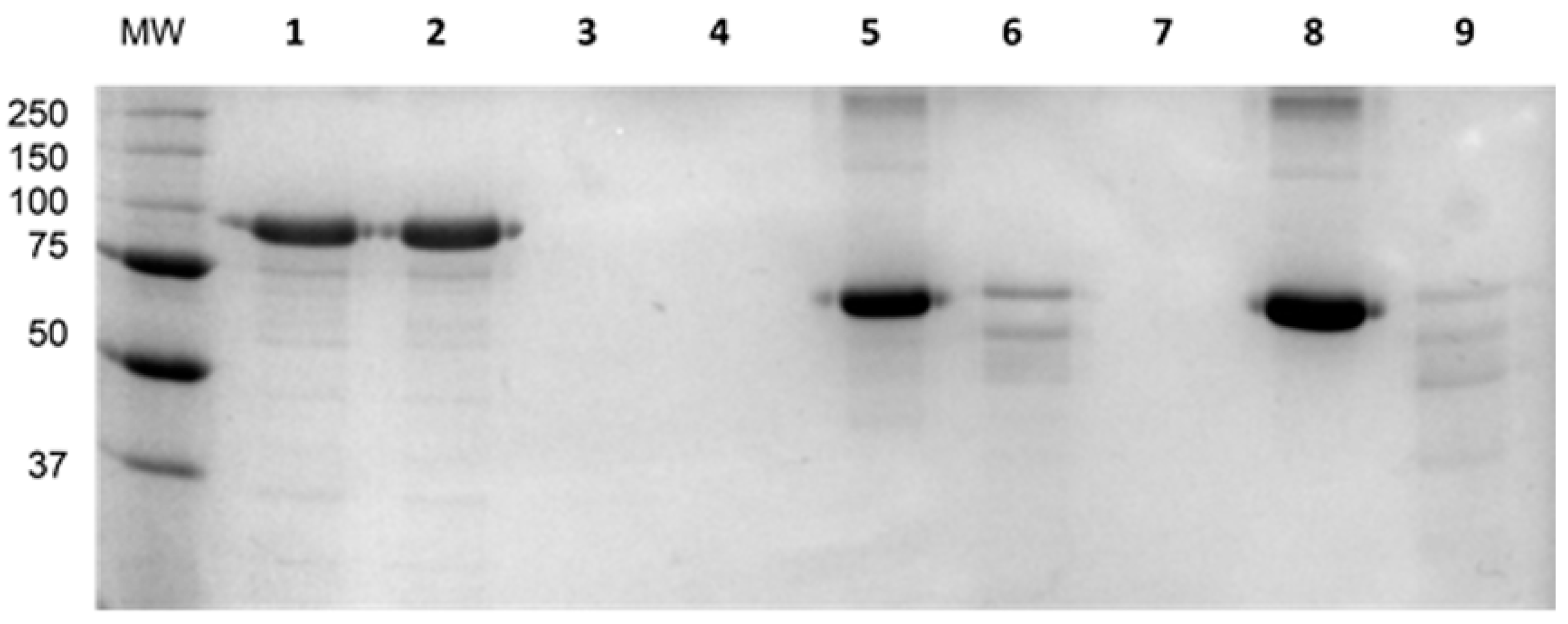 Viruses 08 00324 g008 550