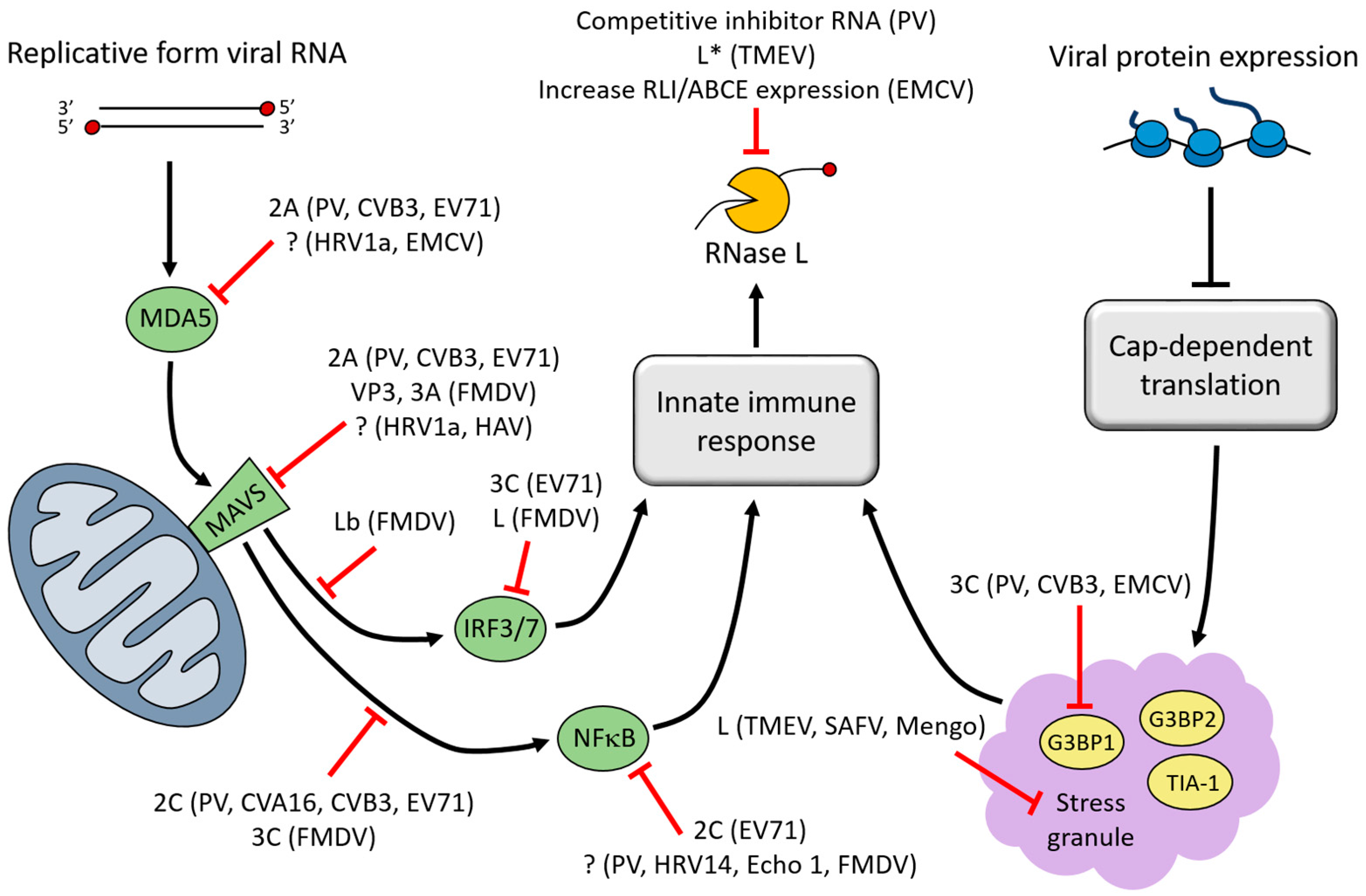 Viruses 08 00335 g002