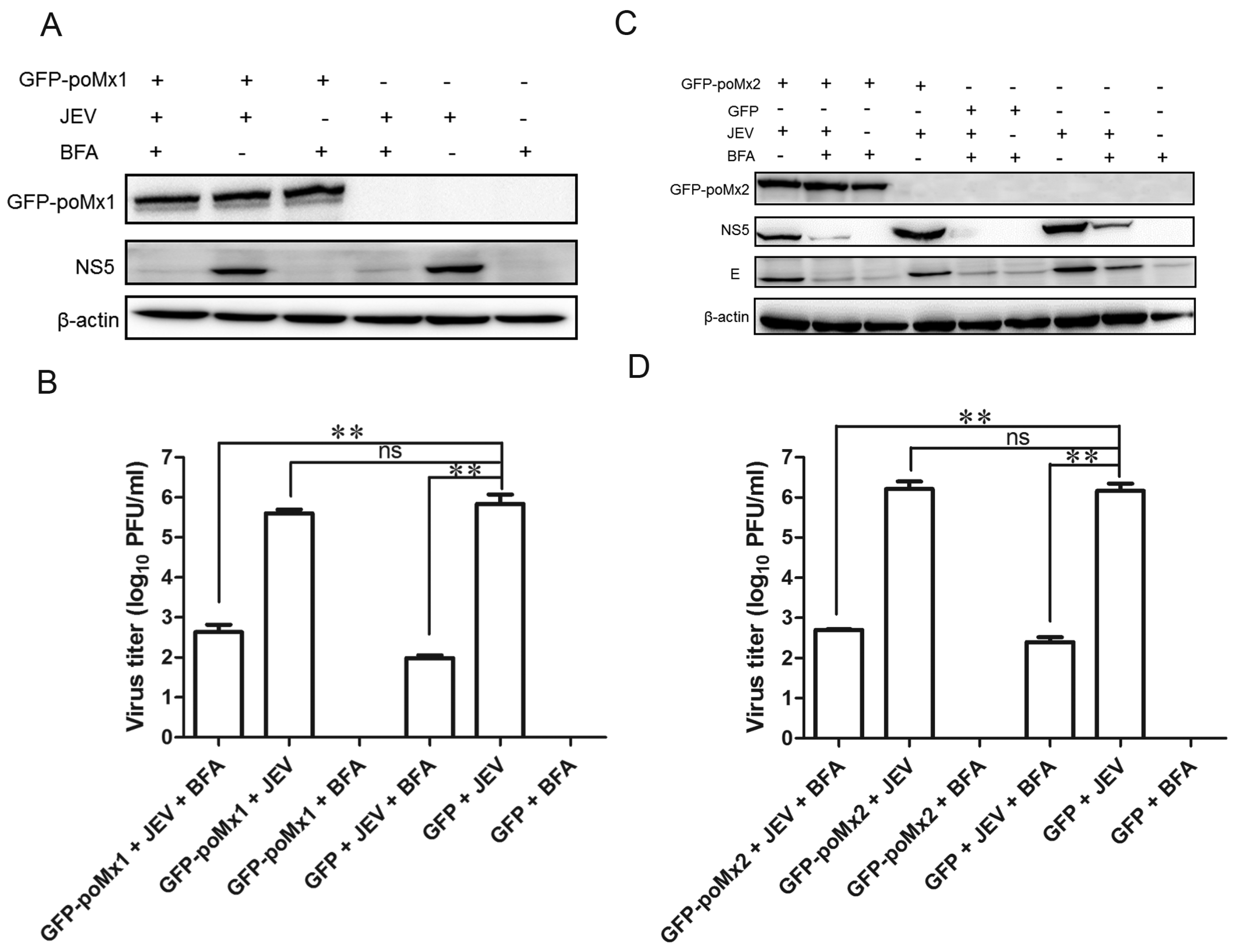 Viruses 09 00005 g007