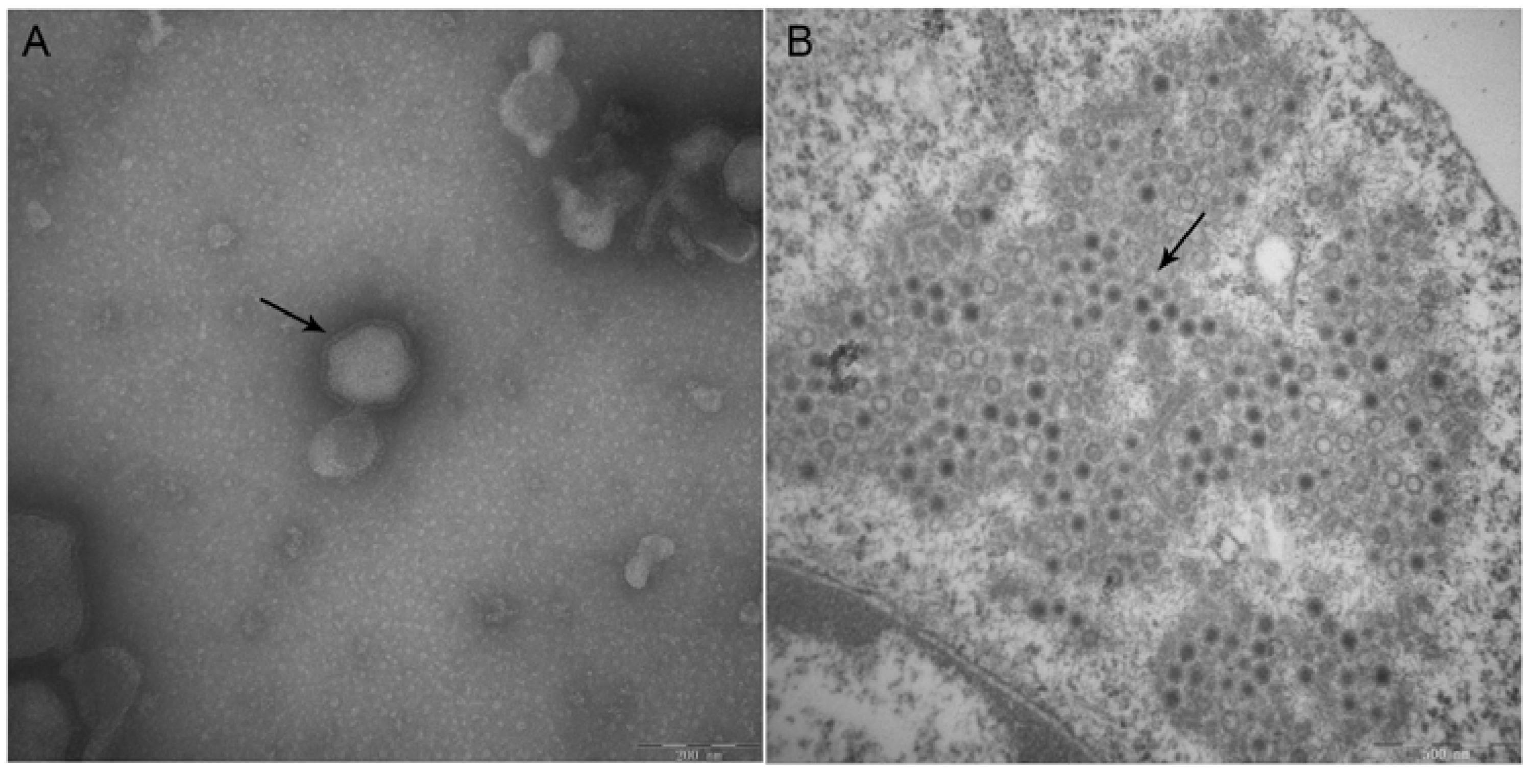 Viruses 09 00019 g003