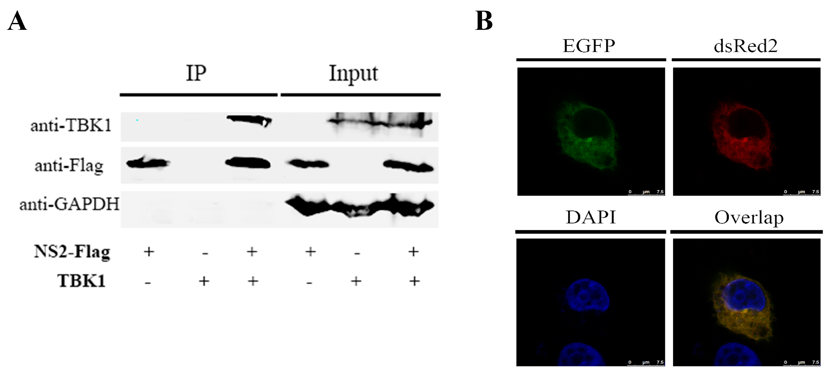 Viruses 09 00023 g005 550