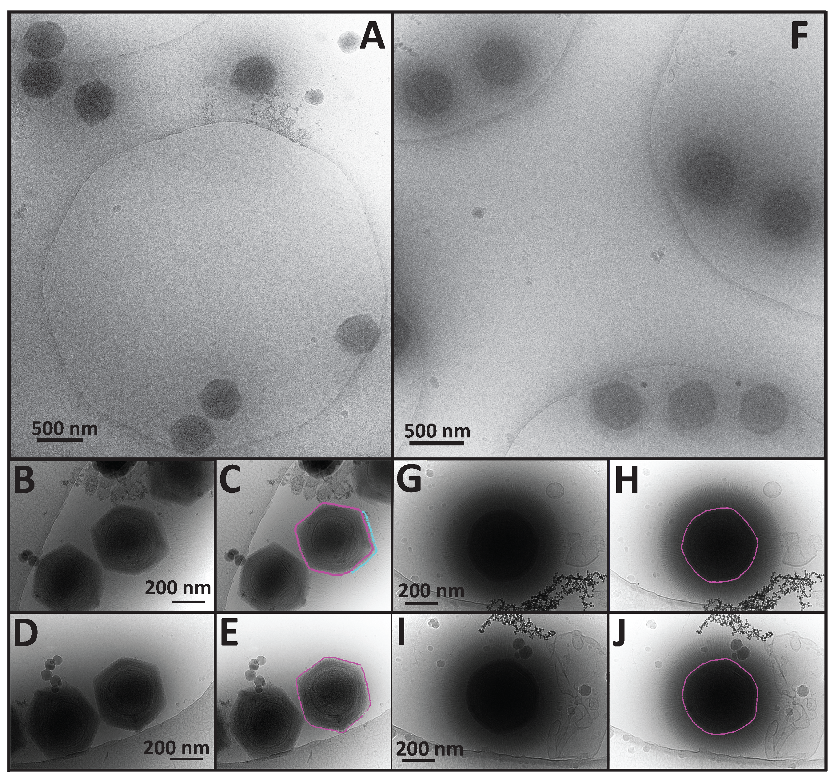Viruses 09 00030 g002 550
