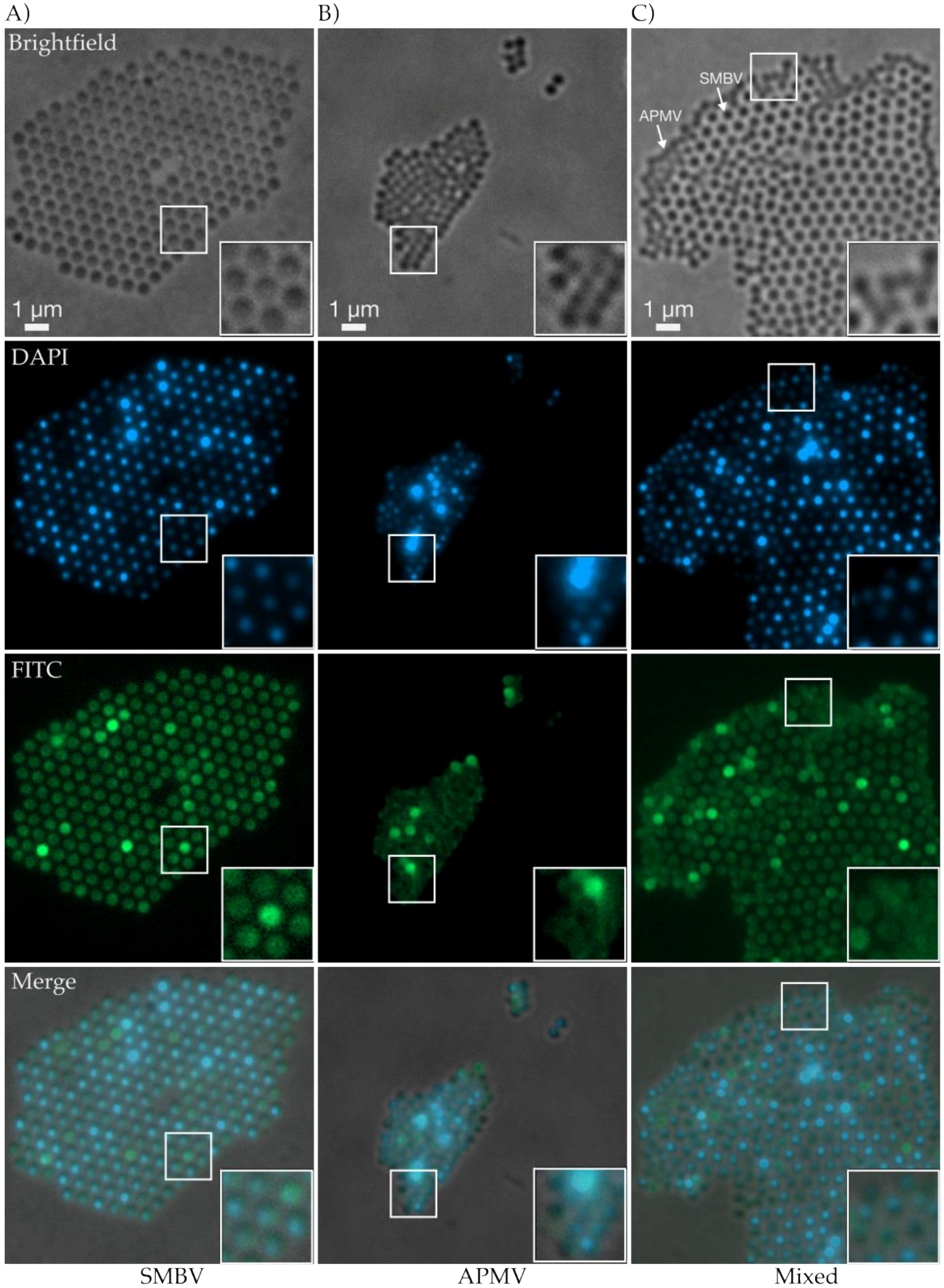 Viruses 09 00030 g005 550