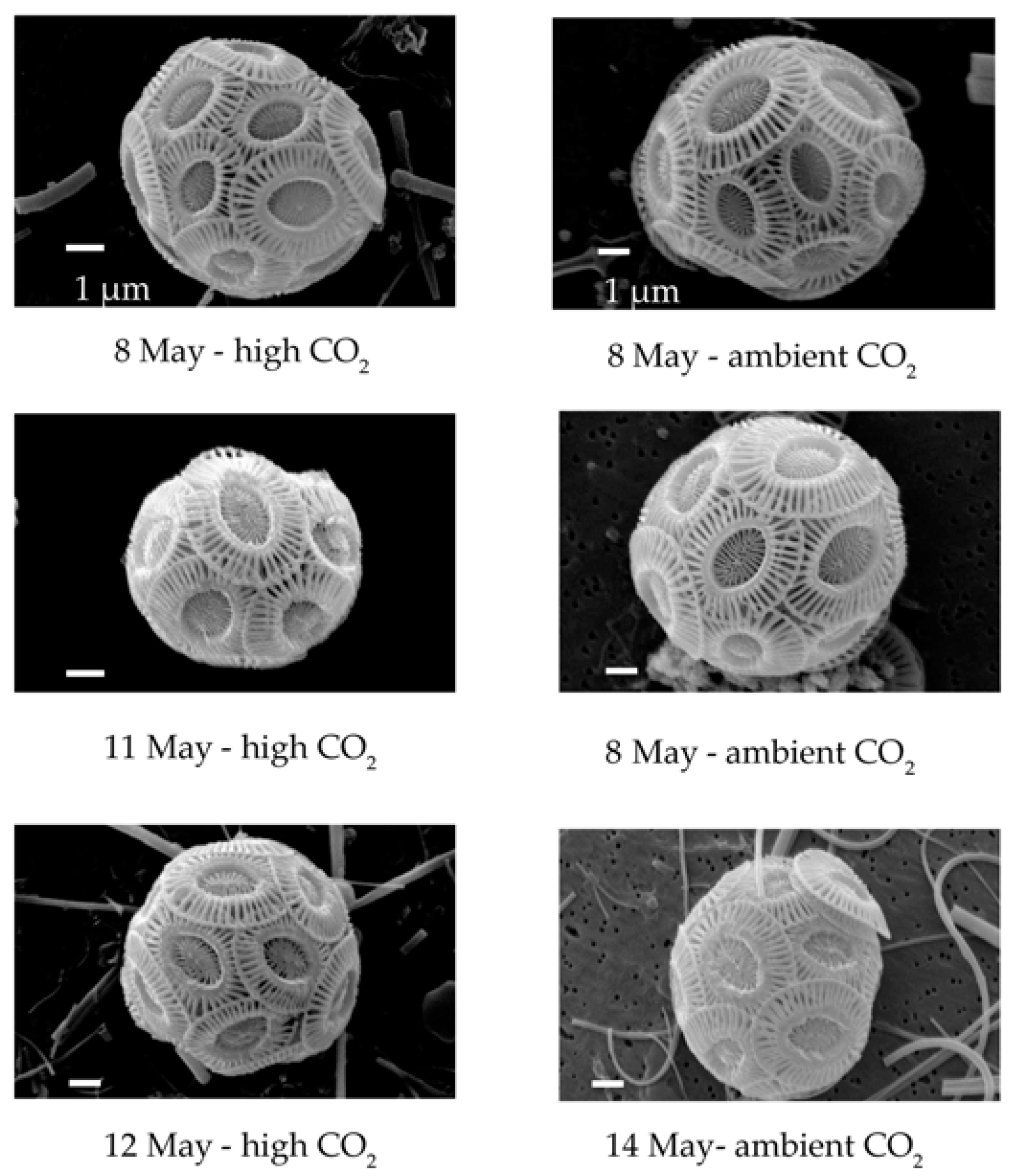 Viruses 09 00041 g003