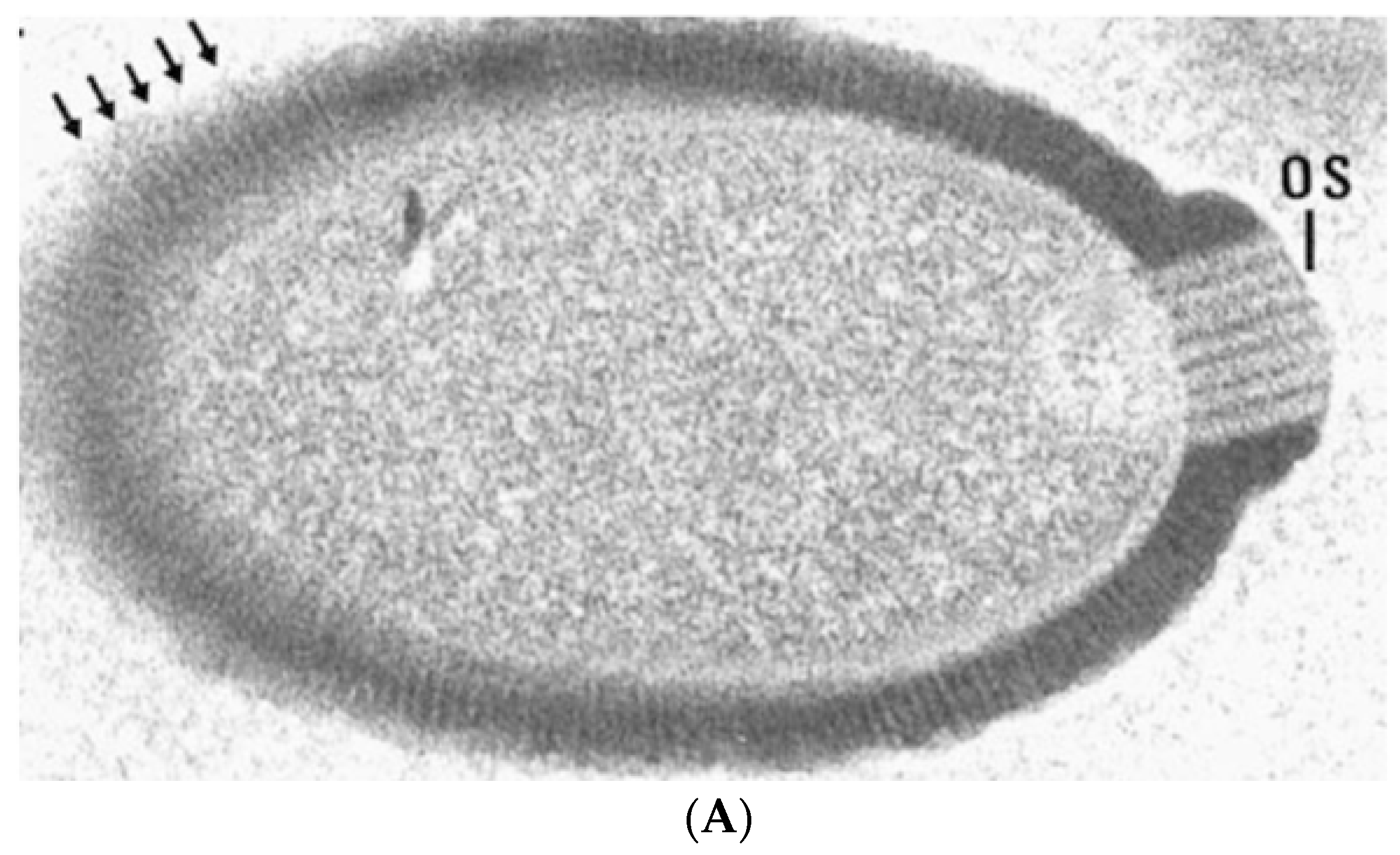 Viruses 09 00046 g002a