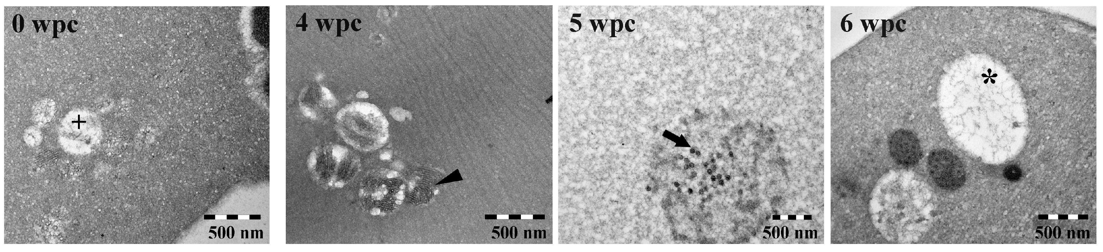 Viruses 09 00049 g004