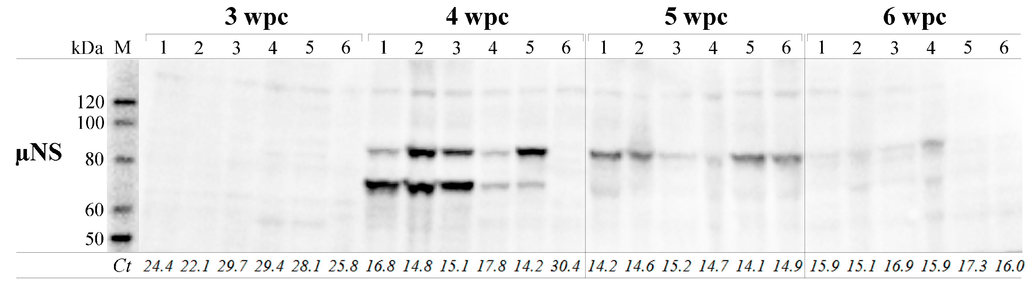 Viruses 09 00049 g005