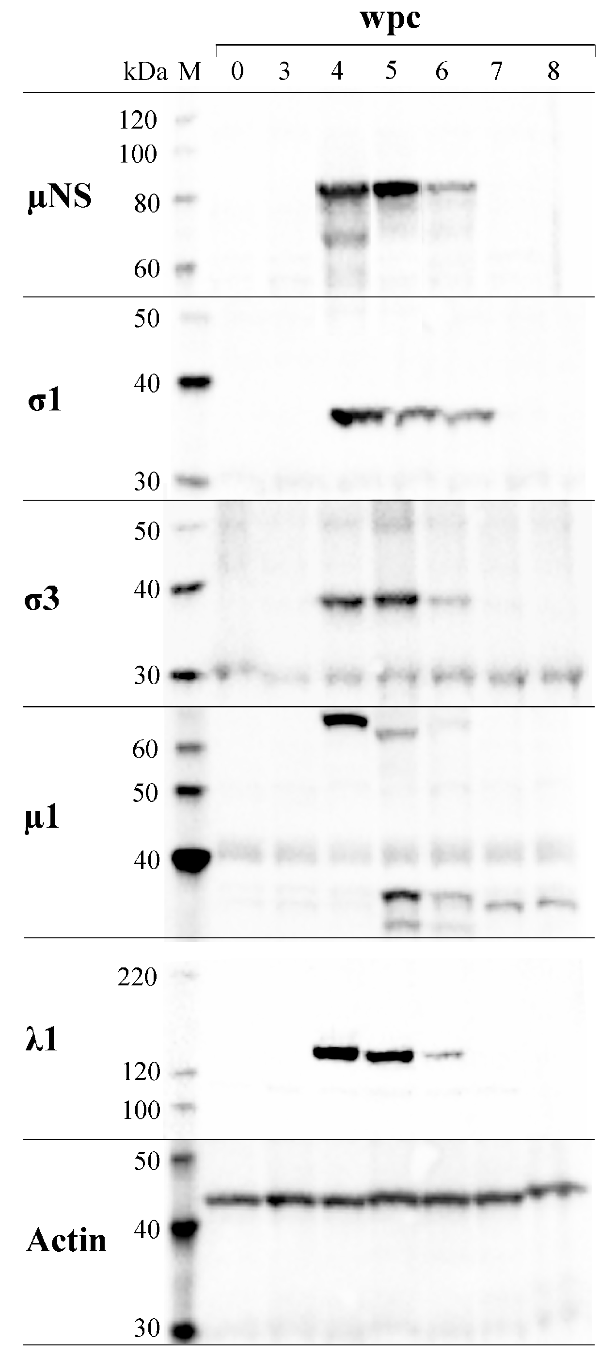 Viruses 09 00049 g006