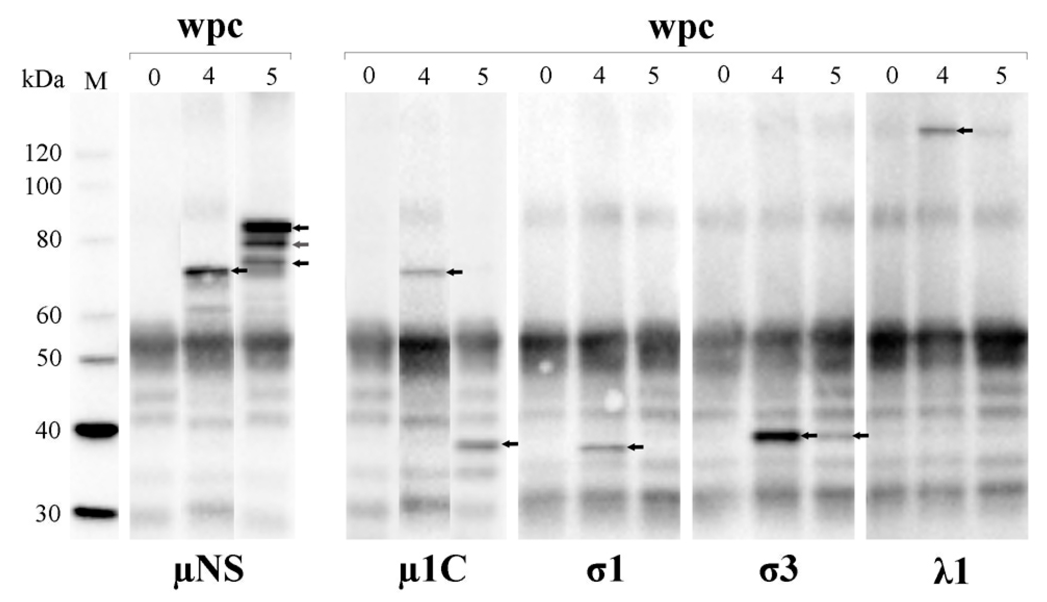 Viruses 09 00049 g007