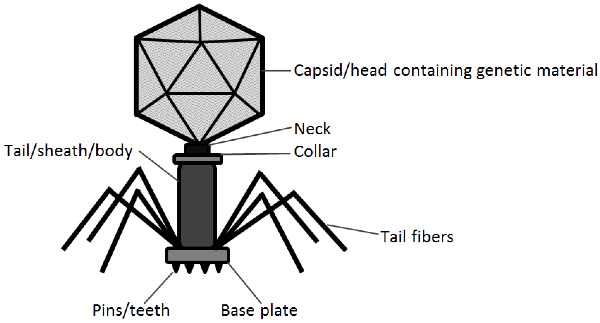 Phage Matthew Mawyer Phage Lab Ii Vcu Phage Lab Vcu Wiki.