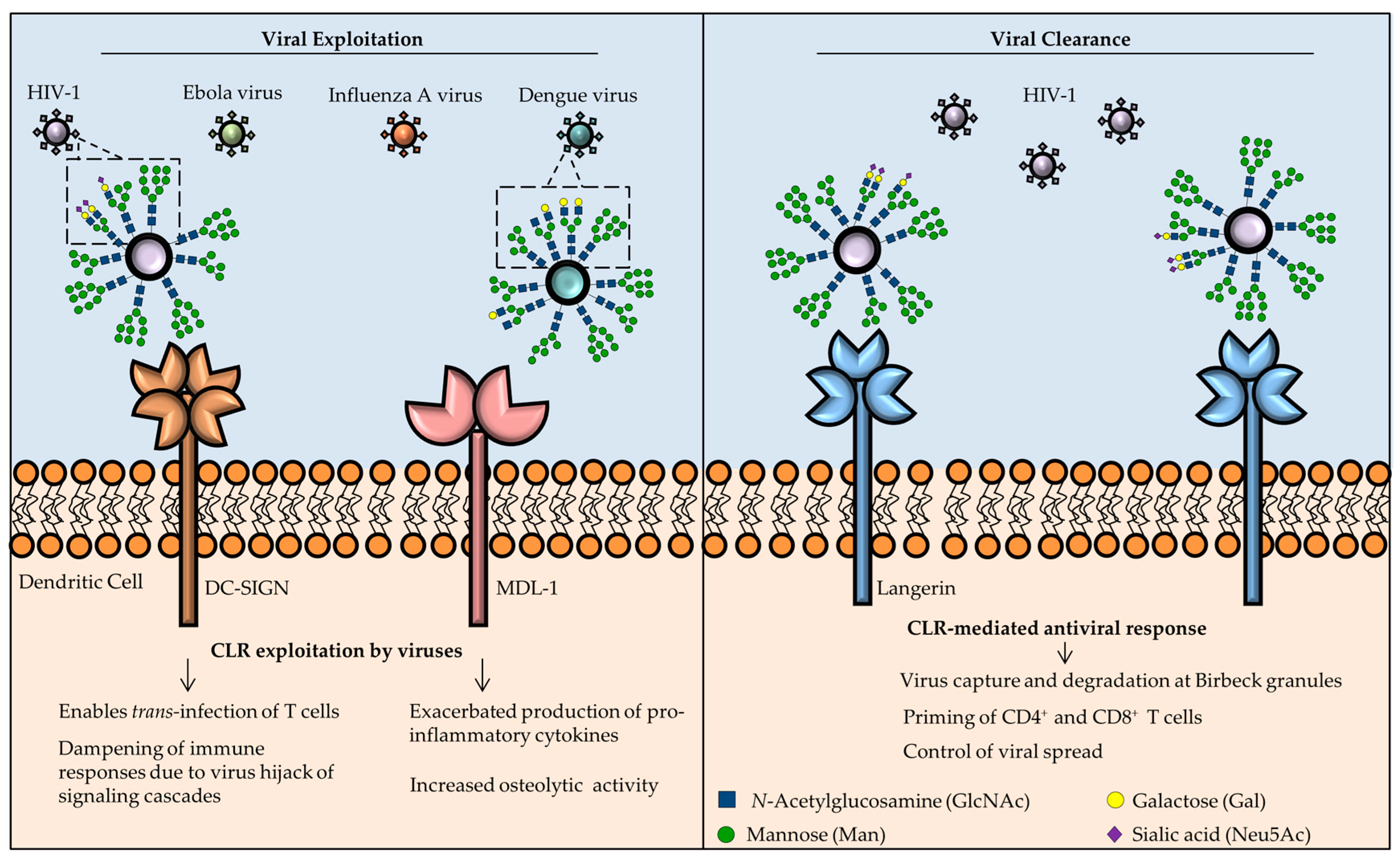 Virus 9. Type of lectins. HIV co-receptor.