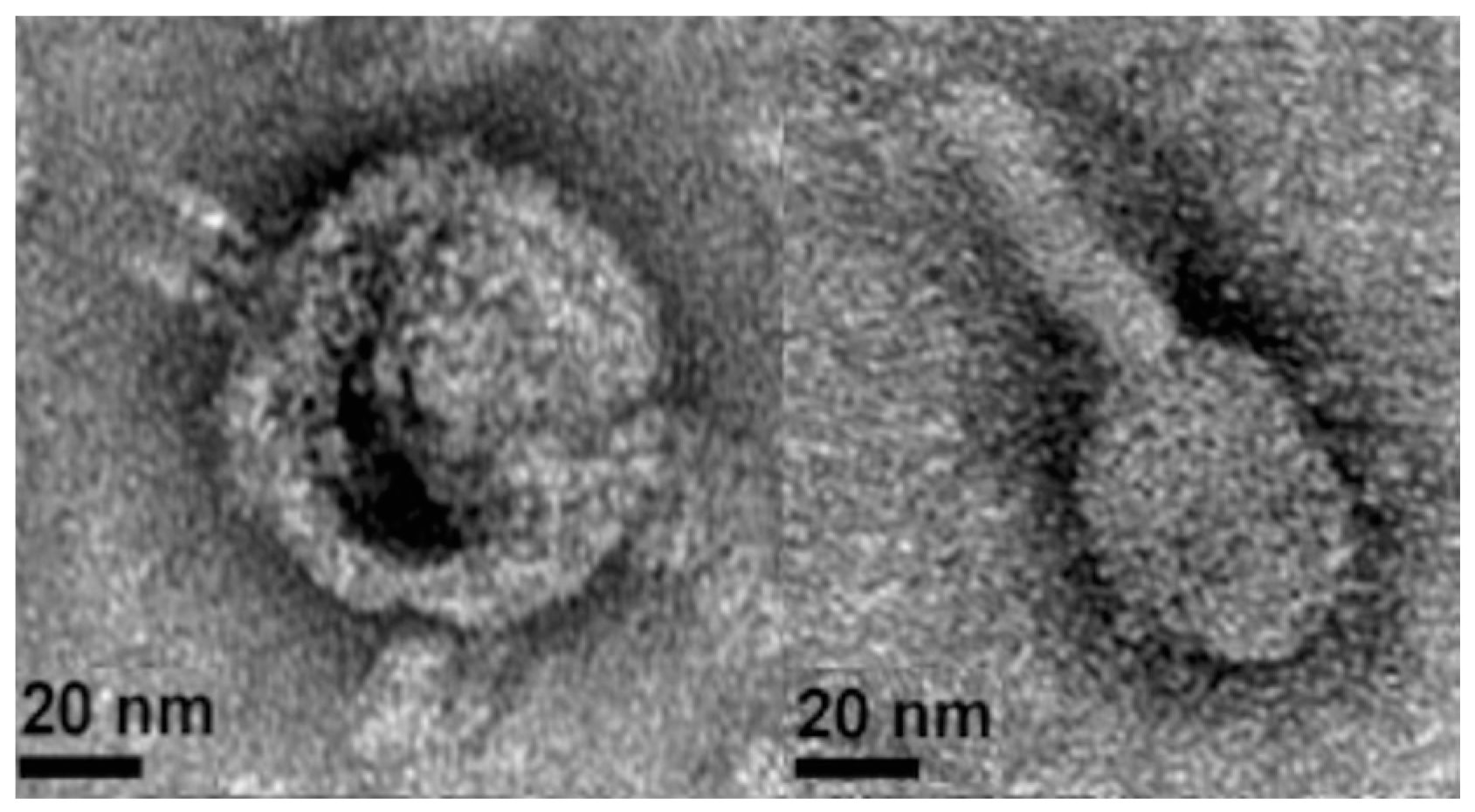 Viruses 09 00060 g002