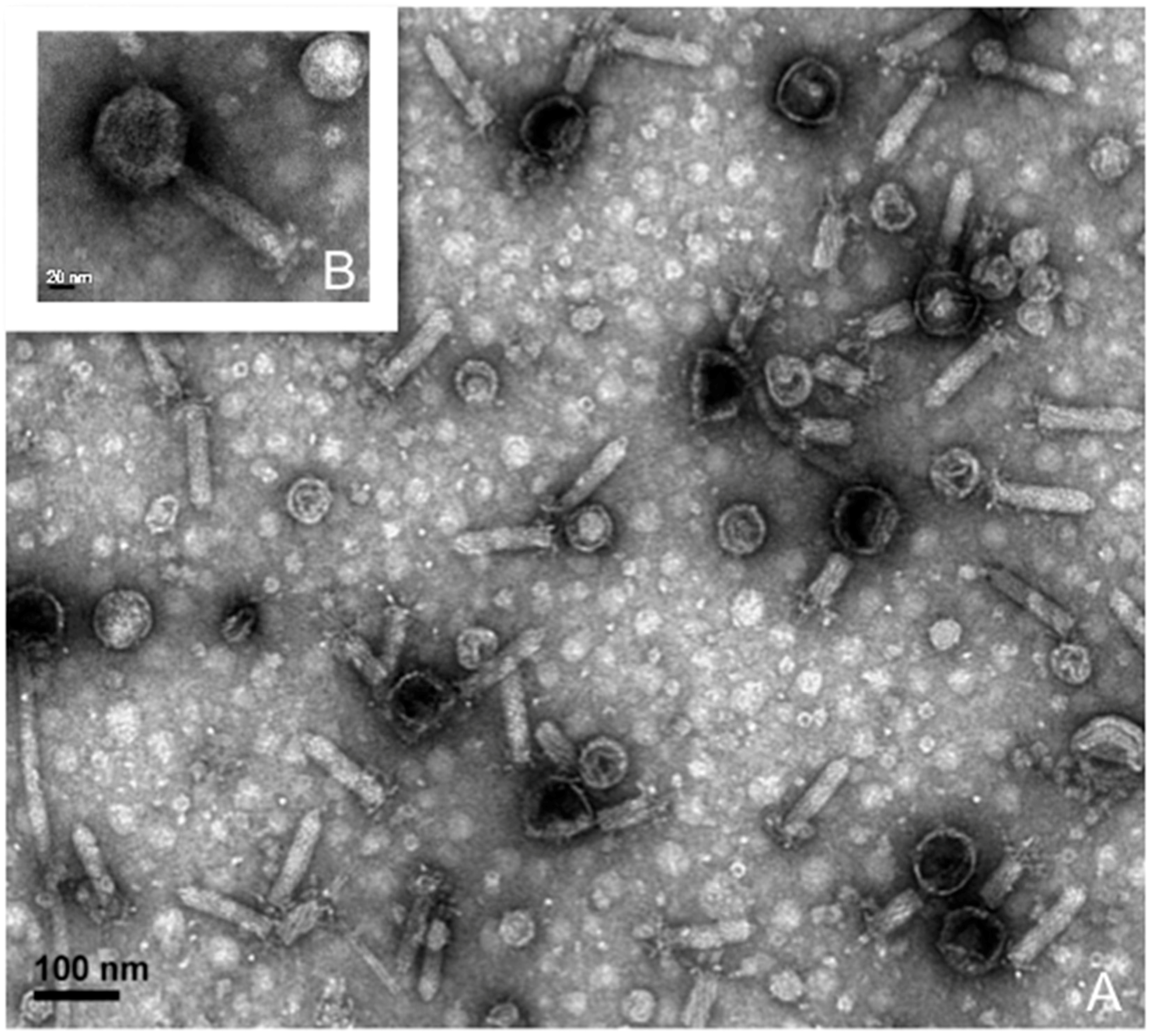 Viruses 09 00060 g005