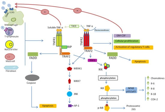 Viruses | Free Full-Text | Targeting TNF and TNF Receptor Pathway in
