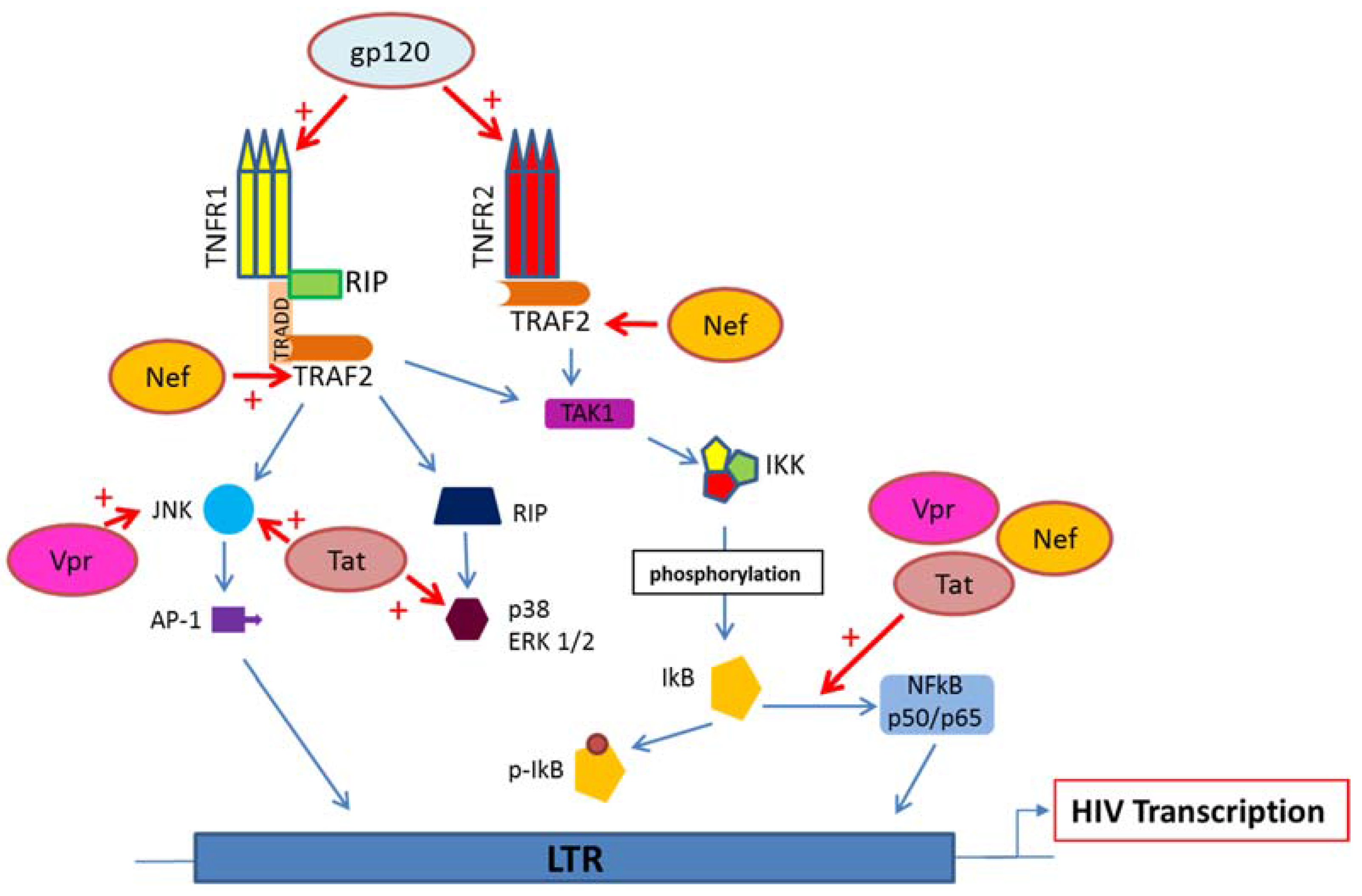 Viruses Free Full Text Targeting Tnf And Tnf Receptor Pathway In Hiv 1 Infection From Immune Activation To Viral Reservoirs Html