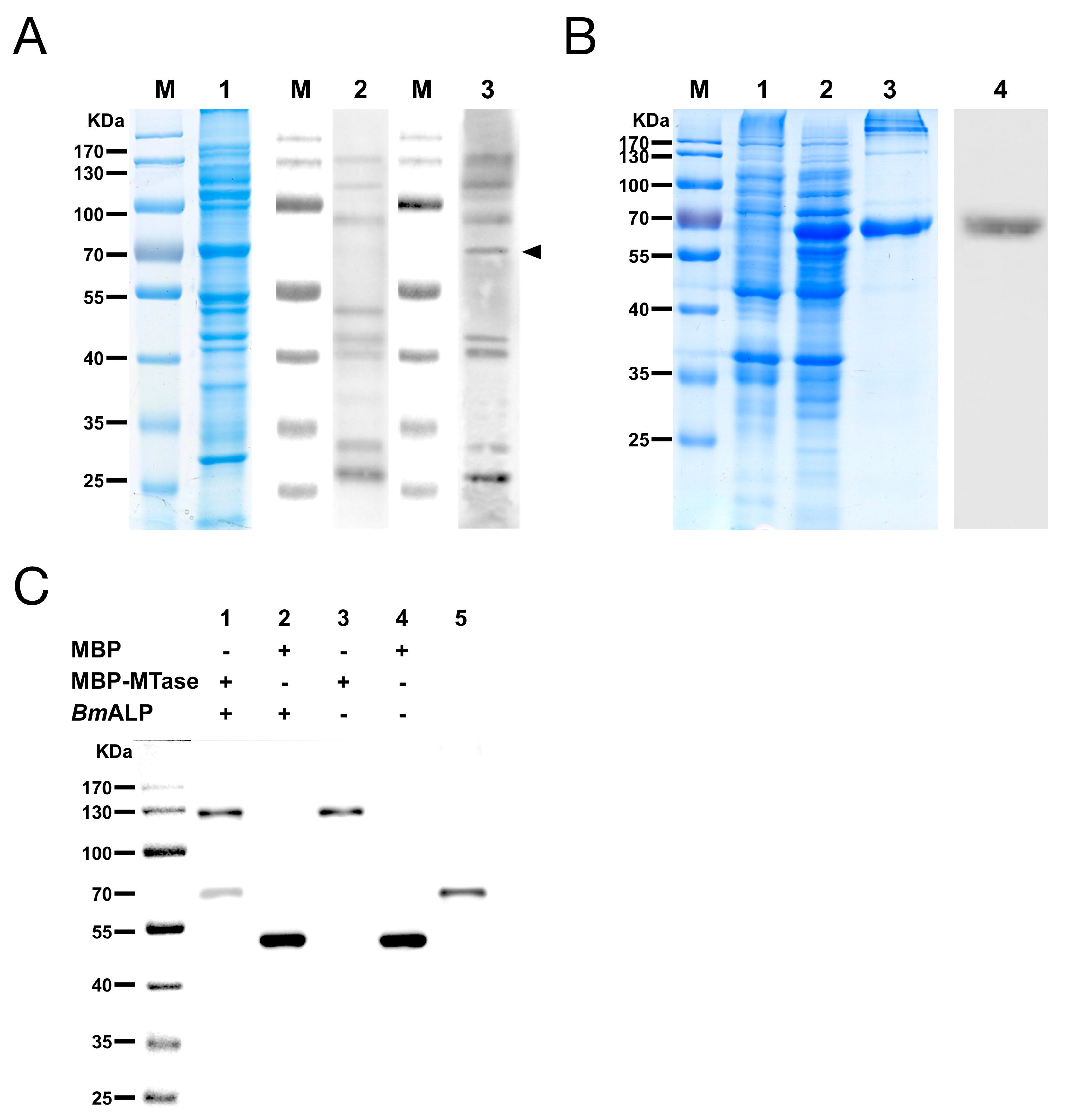 Viruses 09 00066 g004 550