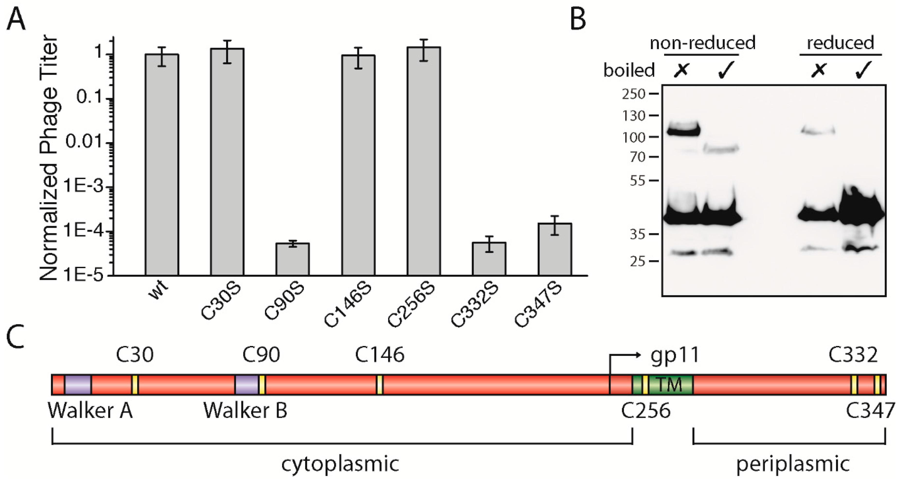 Viruses 09 00073 g003 550