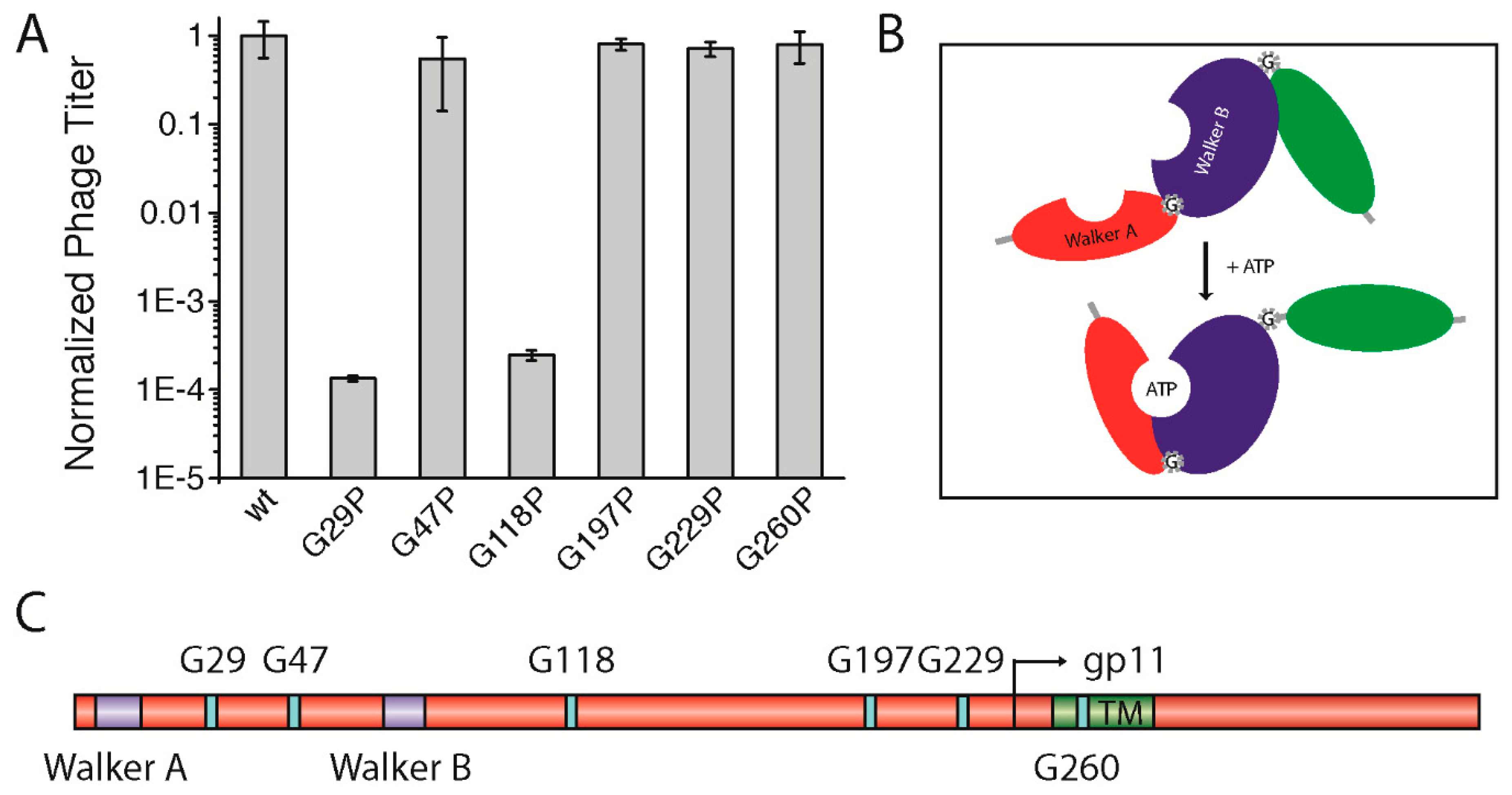 Viruses 09 00073 g004 550