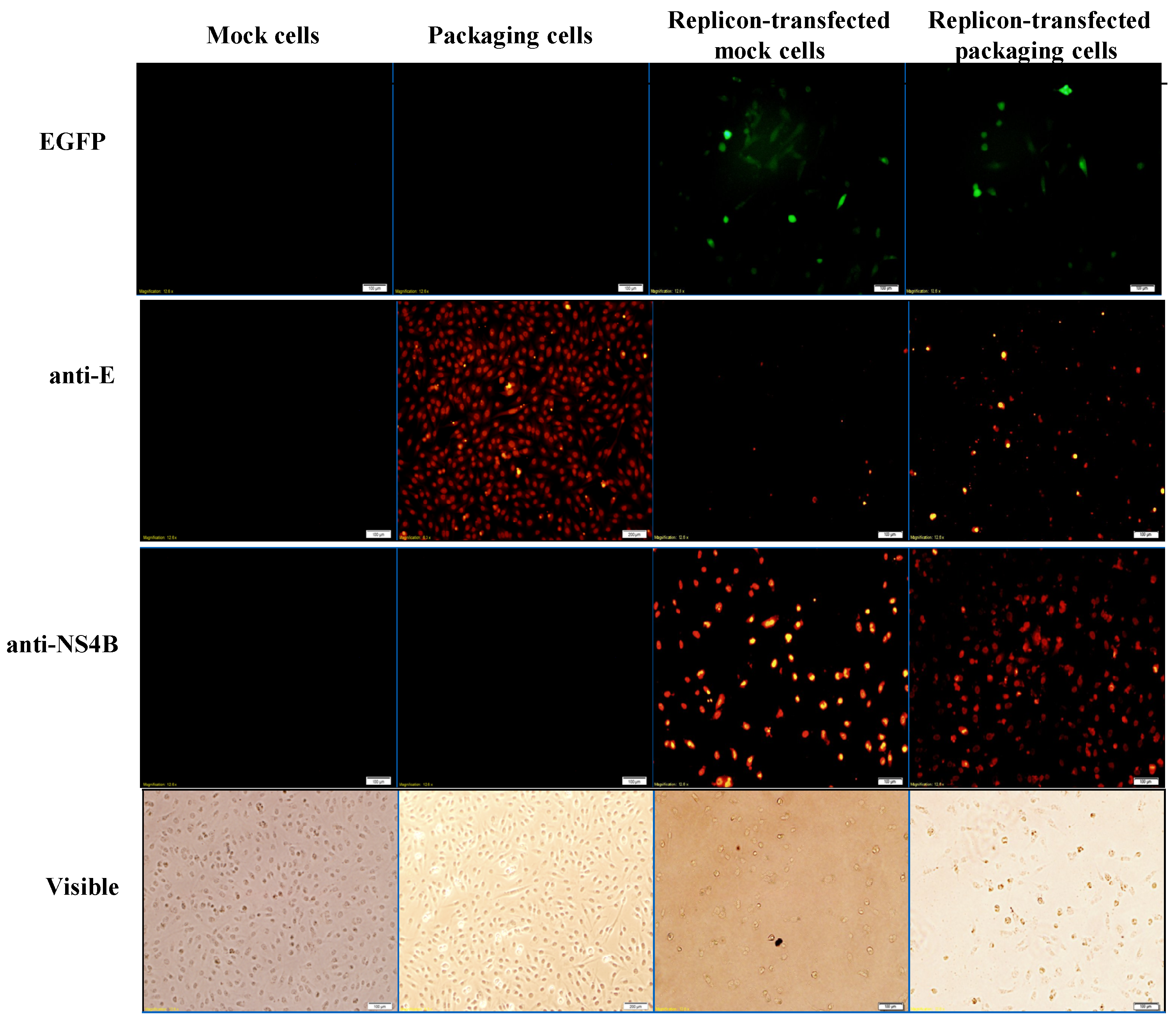 Viruses 09 00076 g004