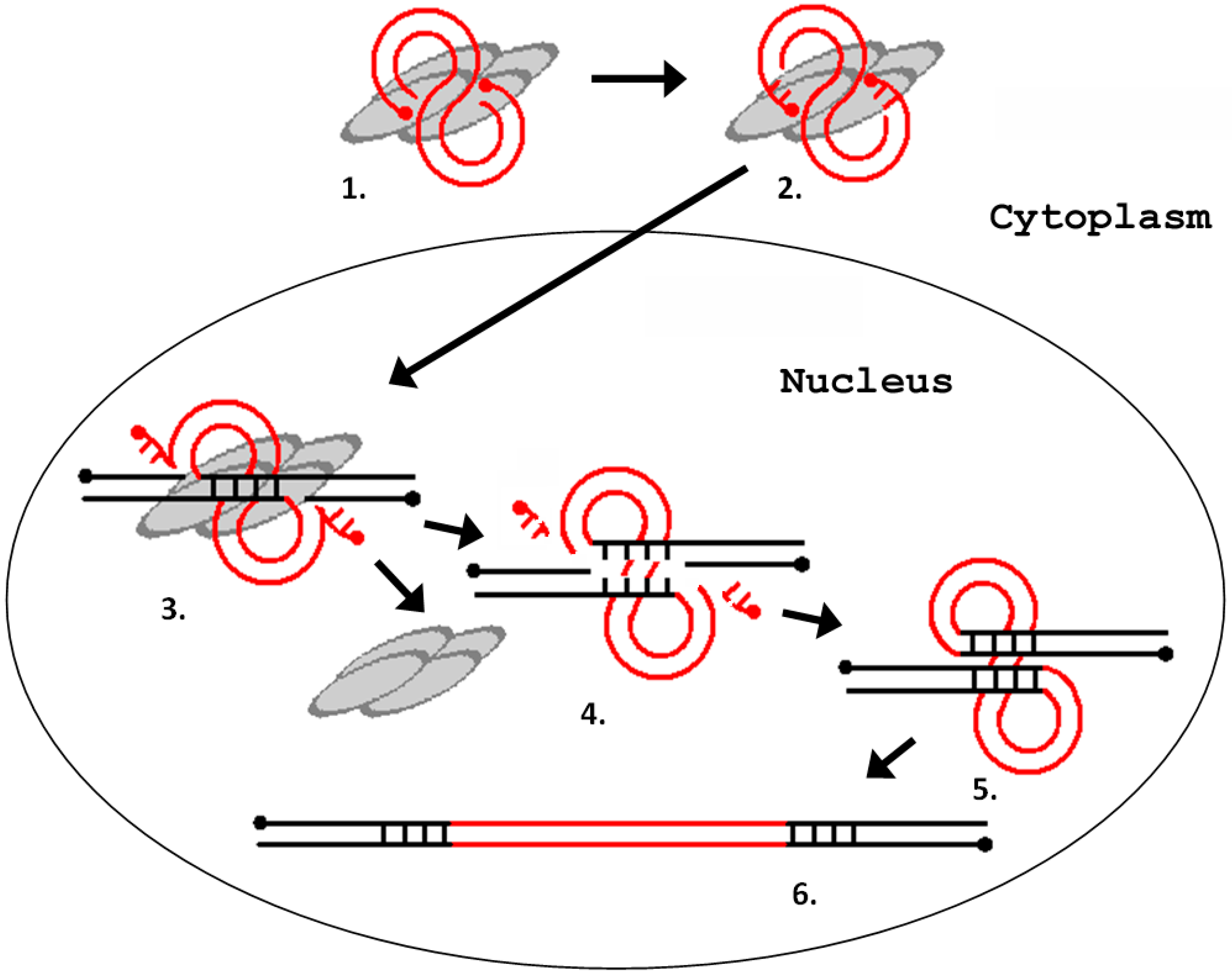 Viruses 09 00081 g004 550