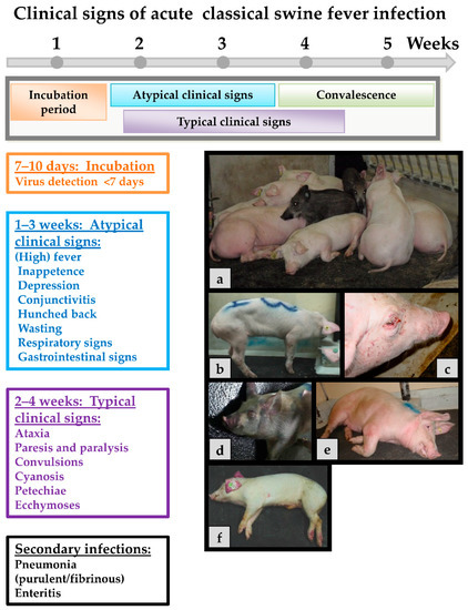 Classical Swine Fever—An Updated Review