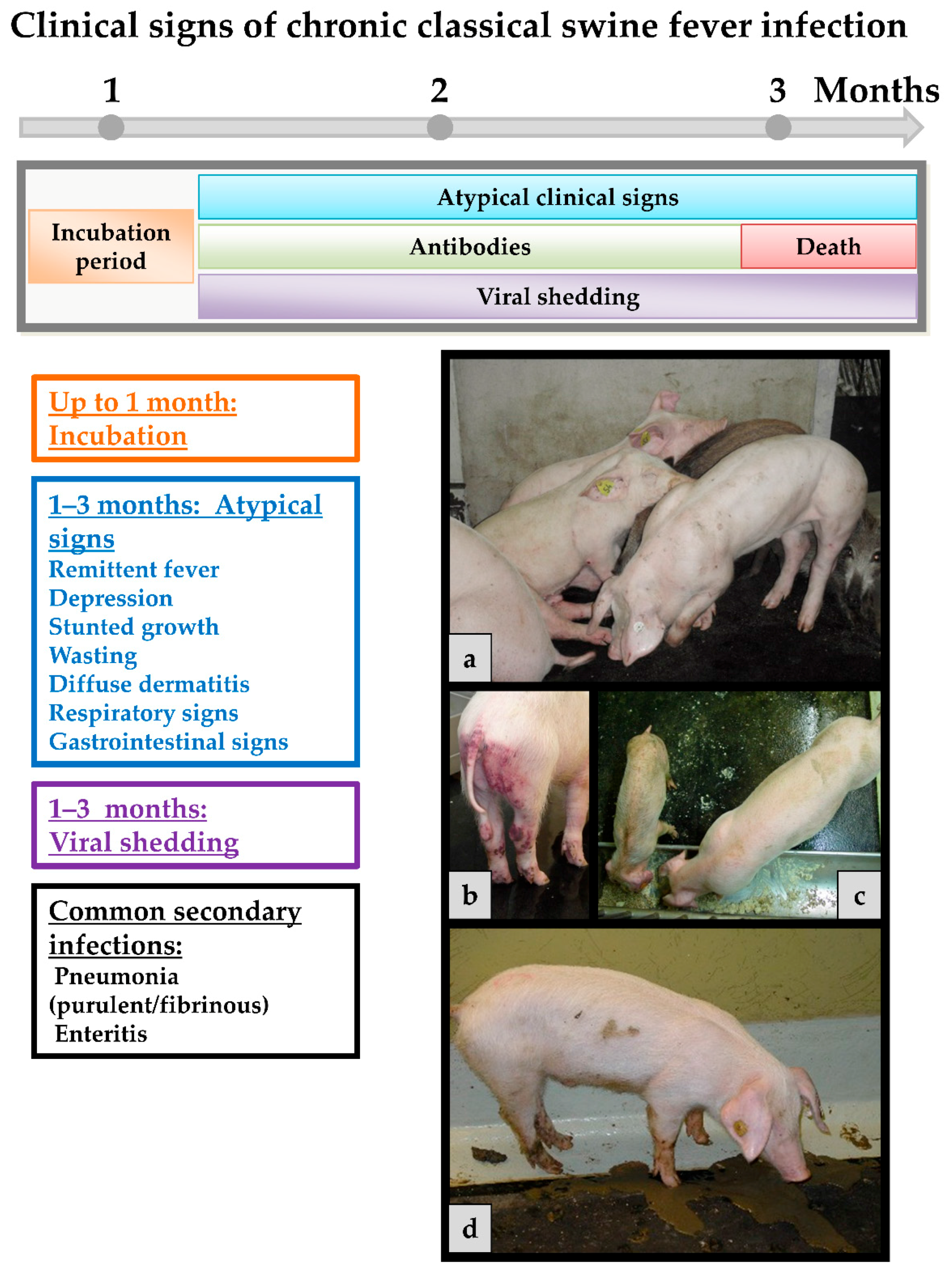 Classical Swine Fever—An Updated Review