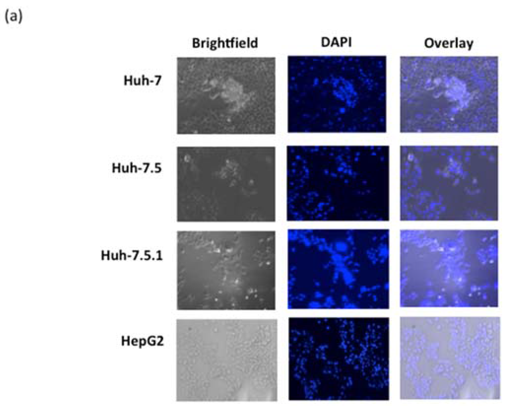Viruses 09 00090 g003a