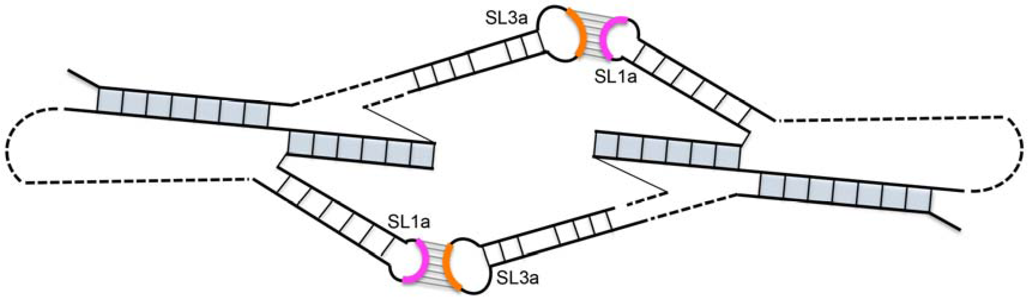Viruses 09 00093 g003